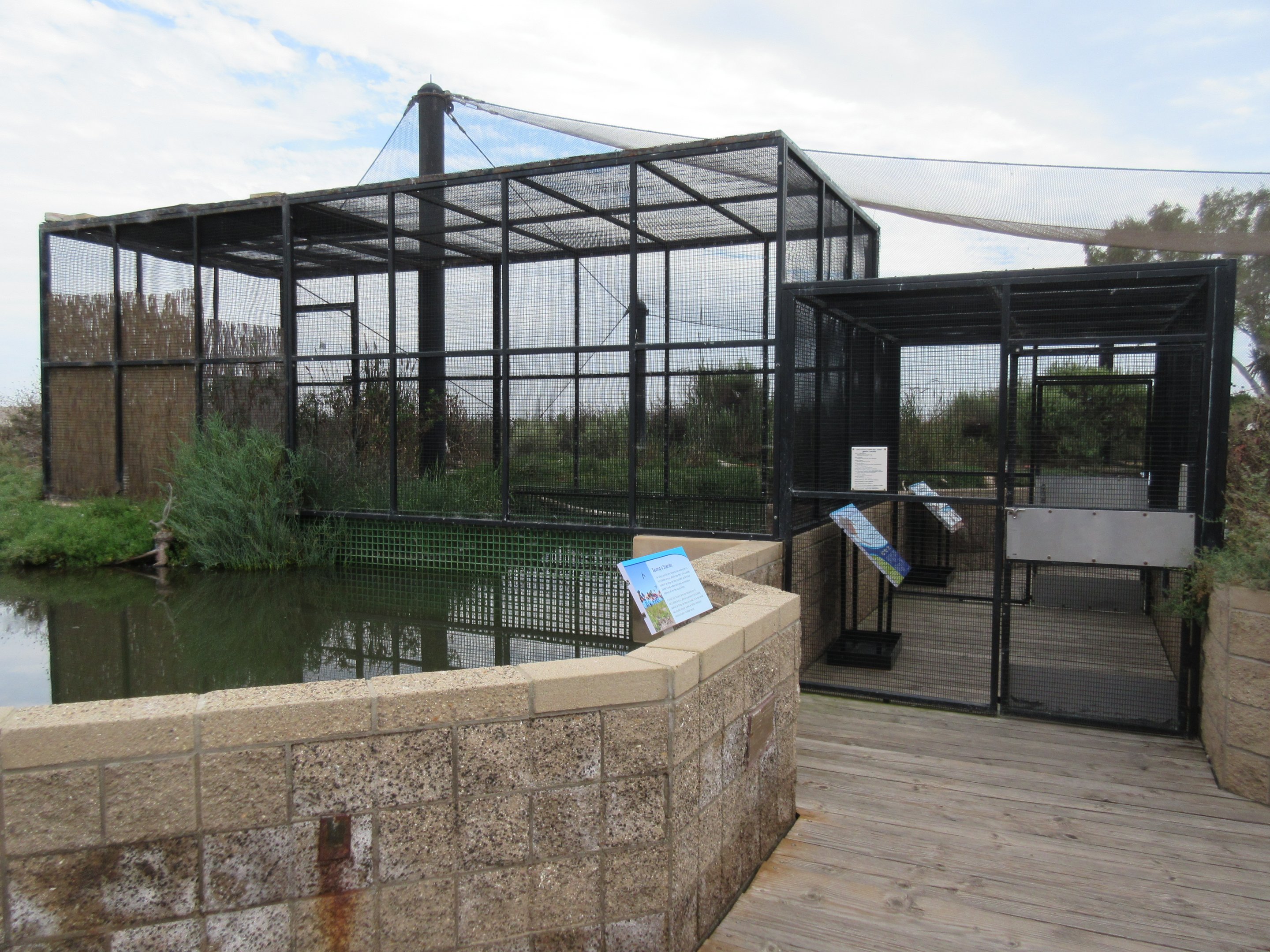 Light-Footed Ridgway's Rail Exhibit