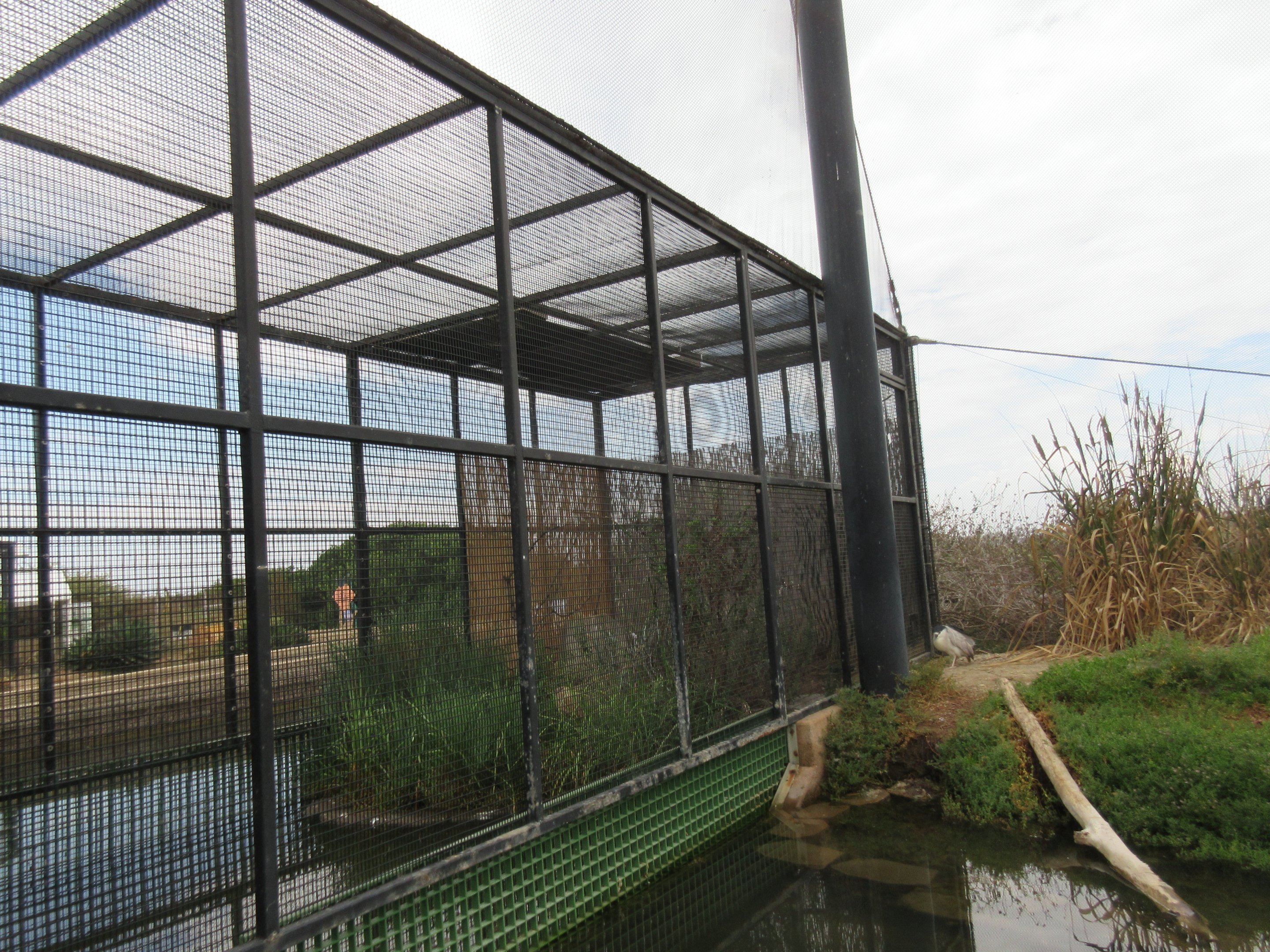 Light-Footed Ridgway's Rail Exhibit