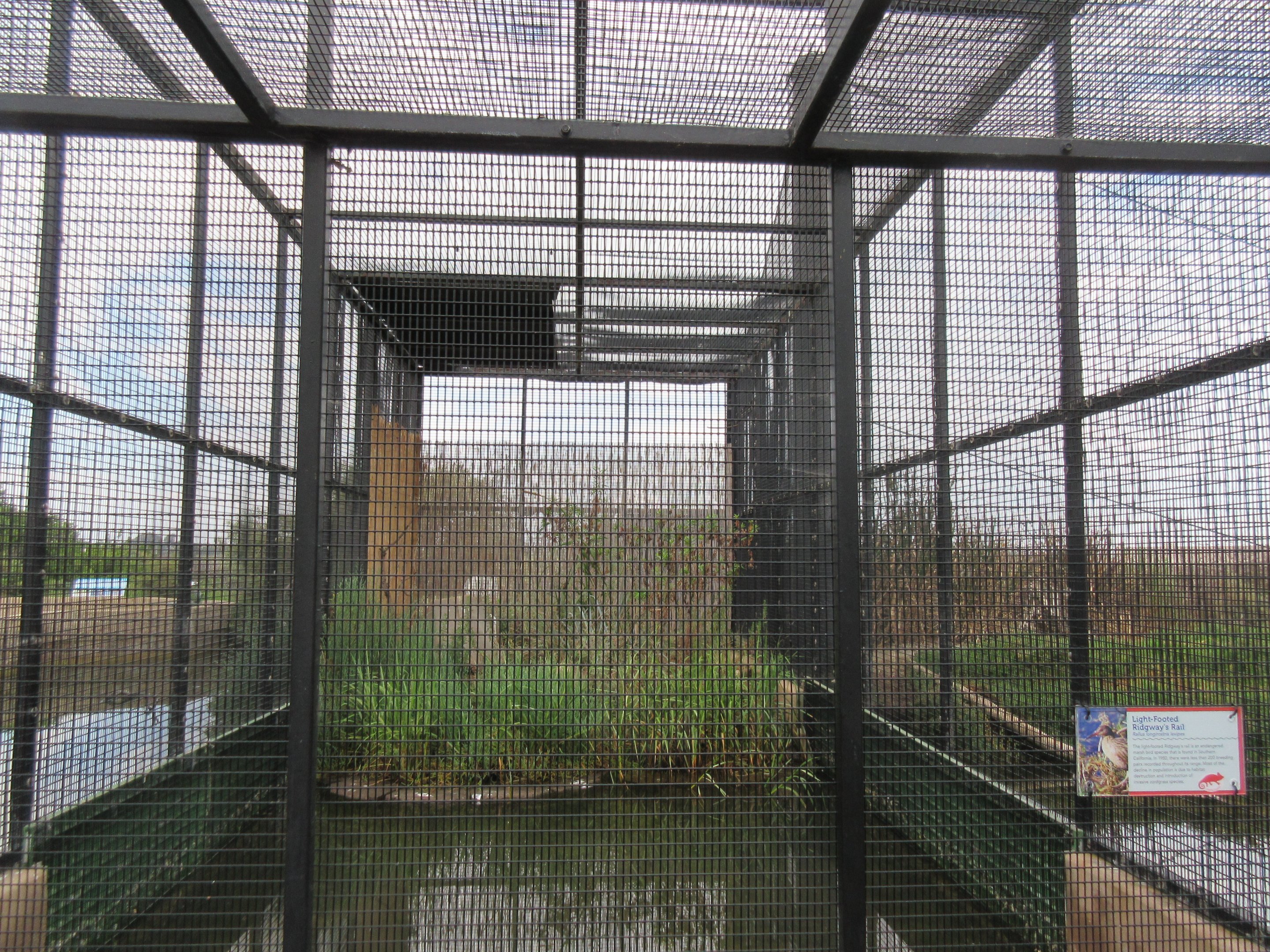 Light-Footed Ridgway's Rail Exhibit
