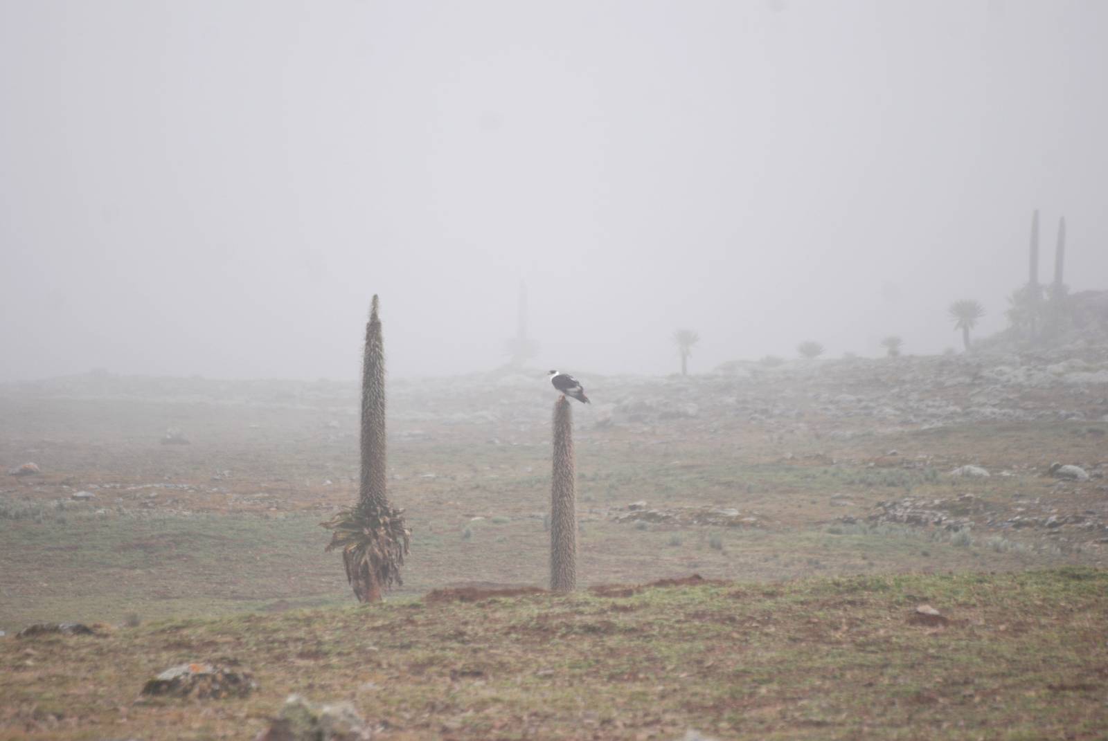 Light-phase Augur Buzzard in Bale Mountains NP, 15/10/14