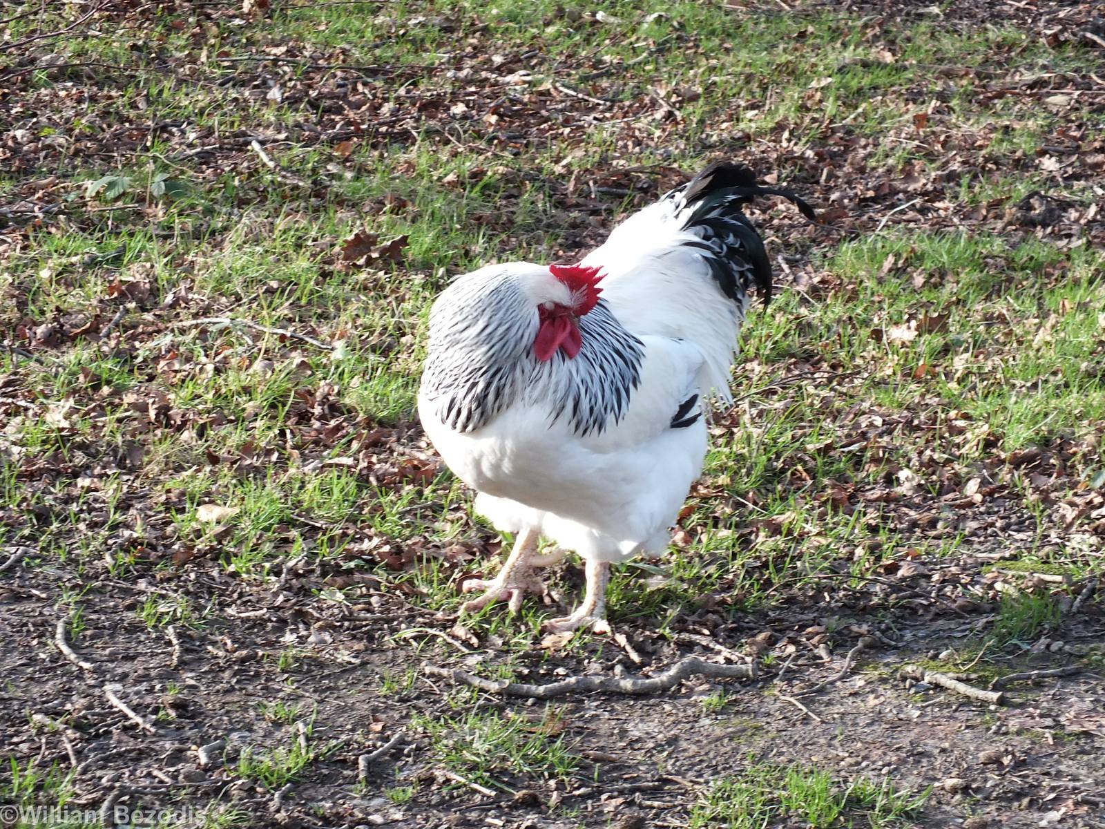 Light Sussex Chicken