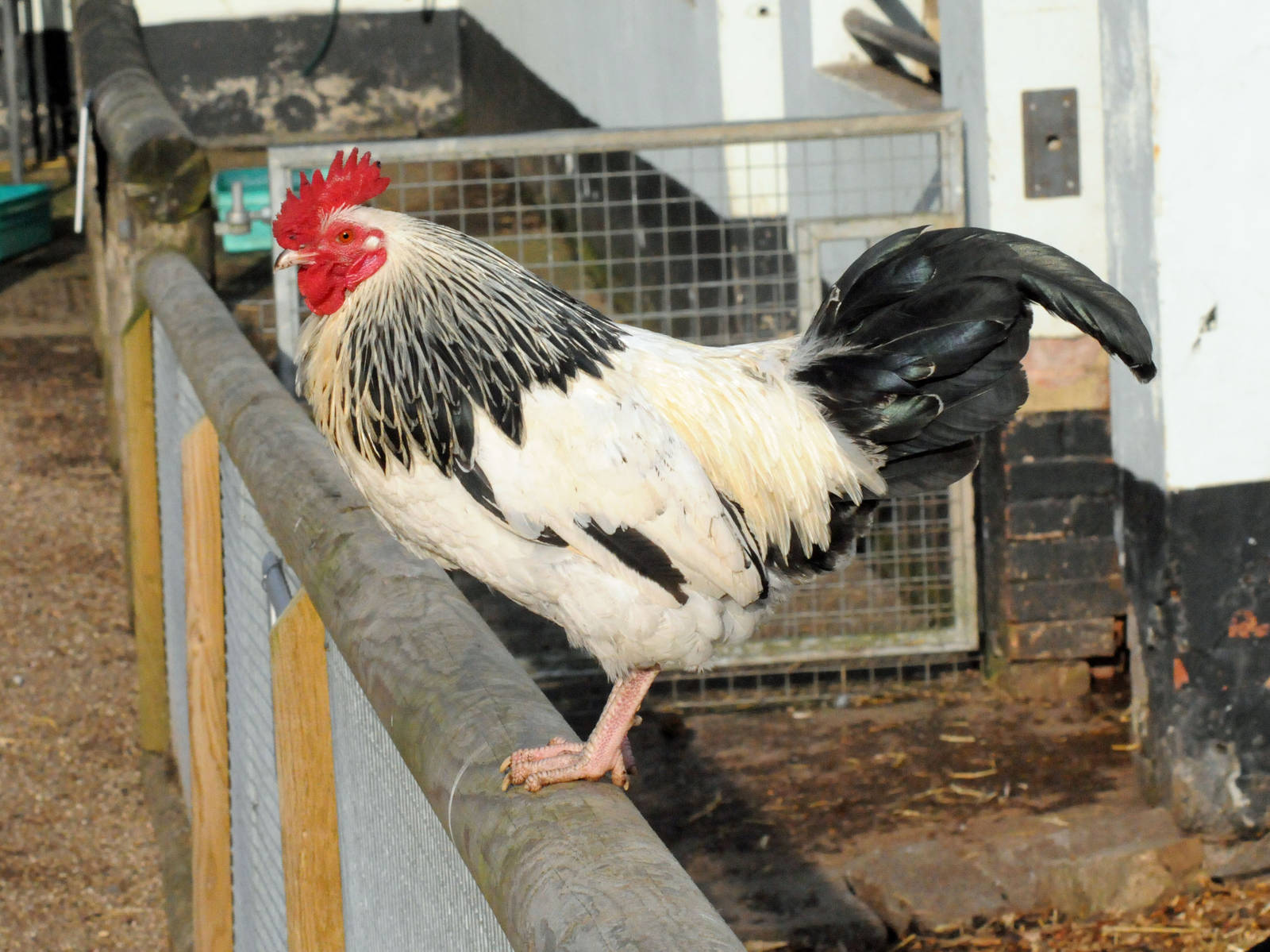 Light sussex Rooster.