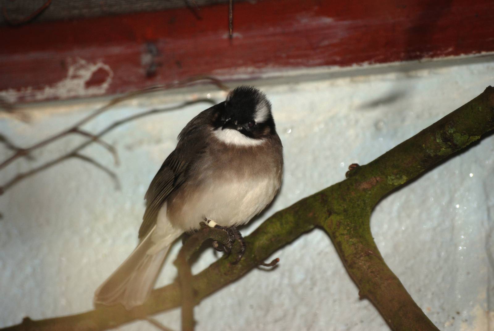 Light-vented Bulbul at Birdland, 05/03/11