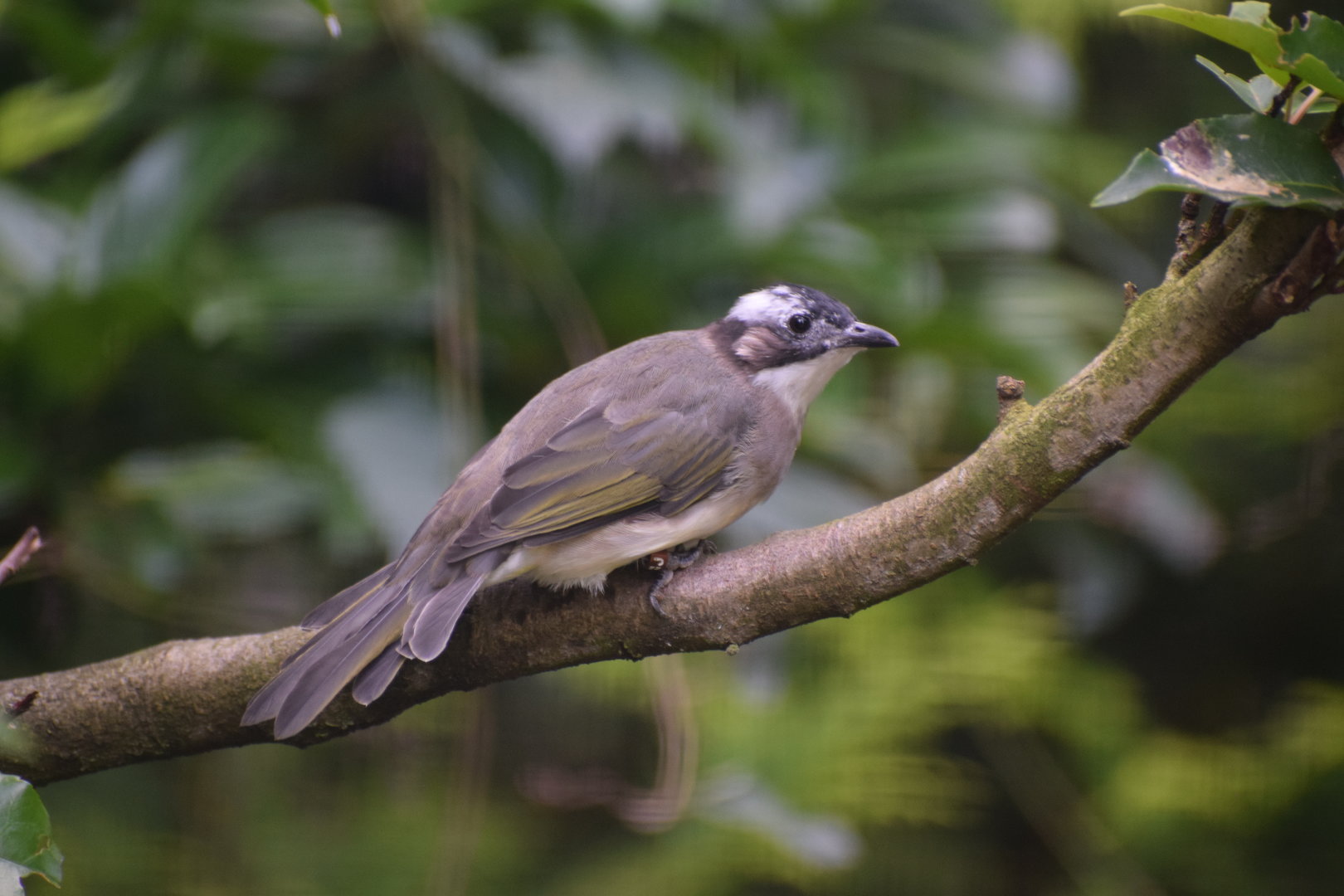 Light-vented bulbul - August 2023