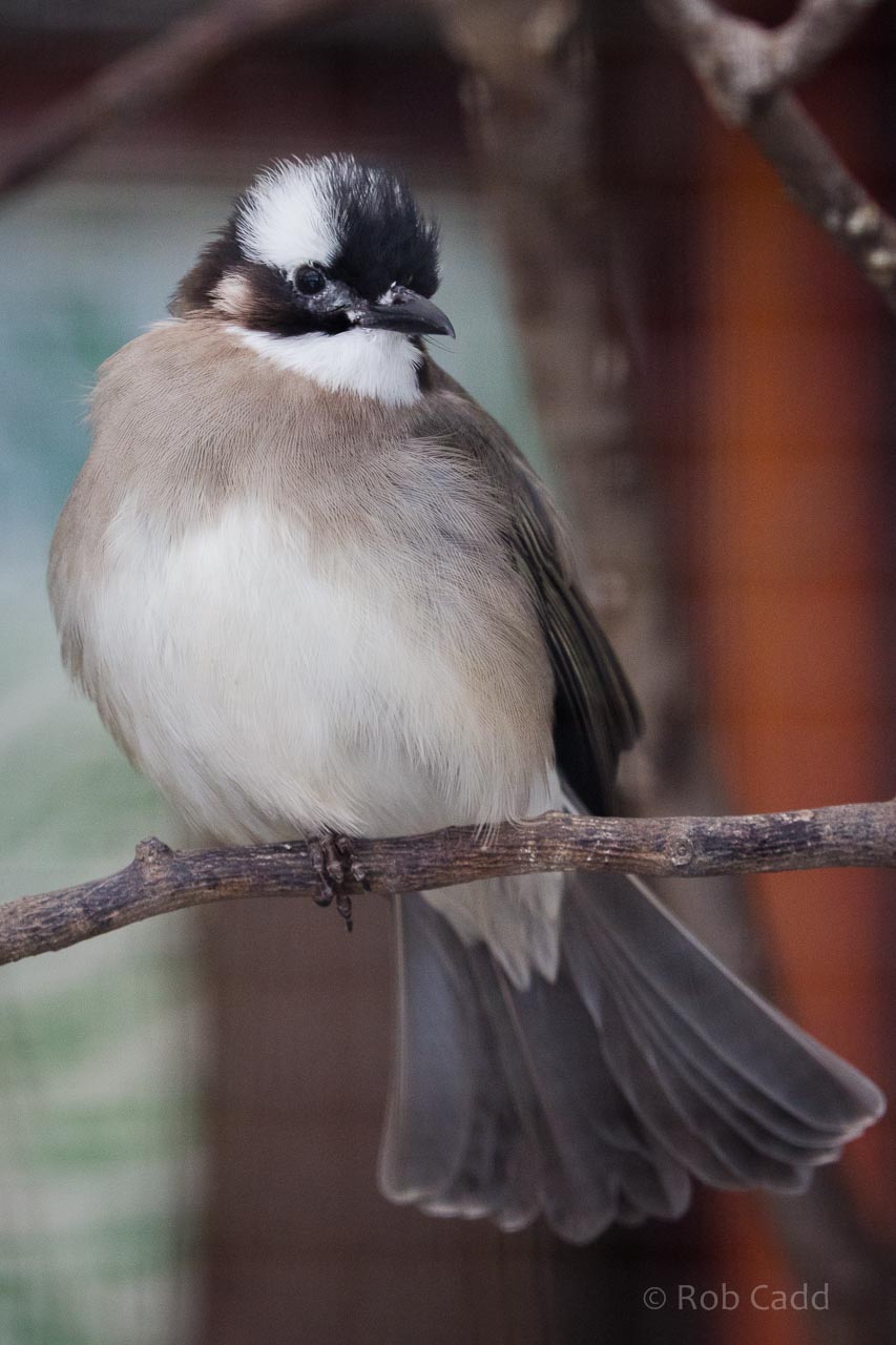 Light-vented bulbul : Birdland : 19 Apr 2015