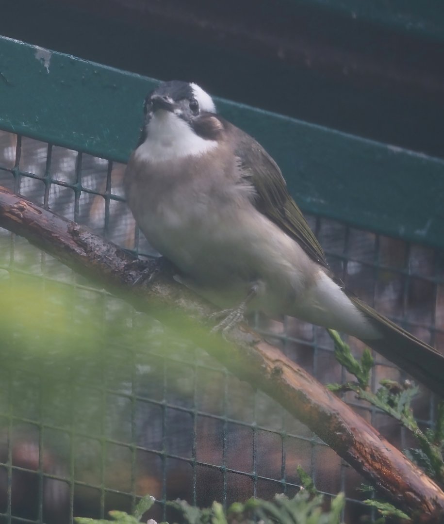 Light-vented bulbul (Pycnonotus sinensis), 2024-05-22