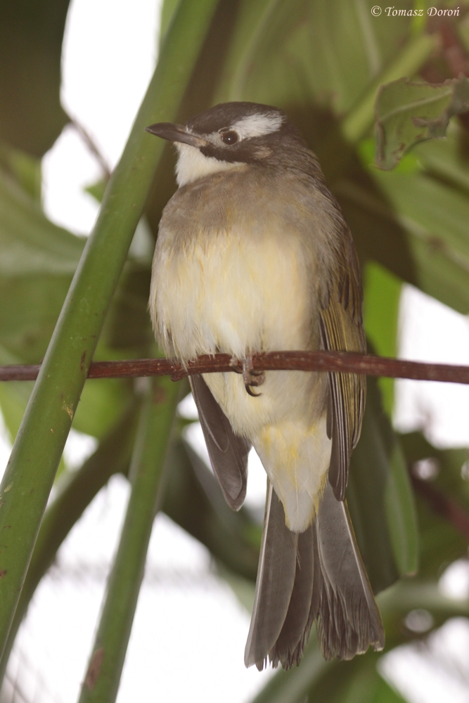 Light-vented Bulbul (Pycnonotus sinensis sinensis)