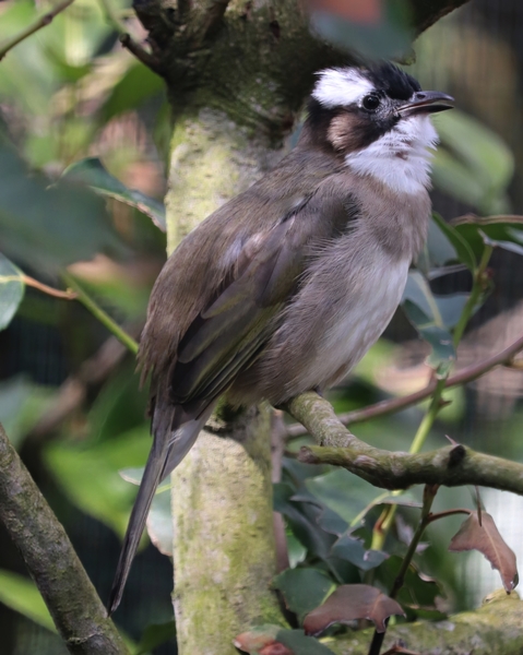 Light-vented bulbul (Pycnonotus sinensis)