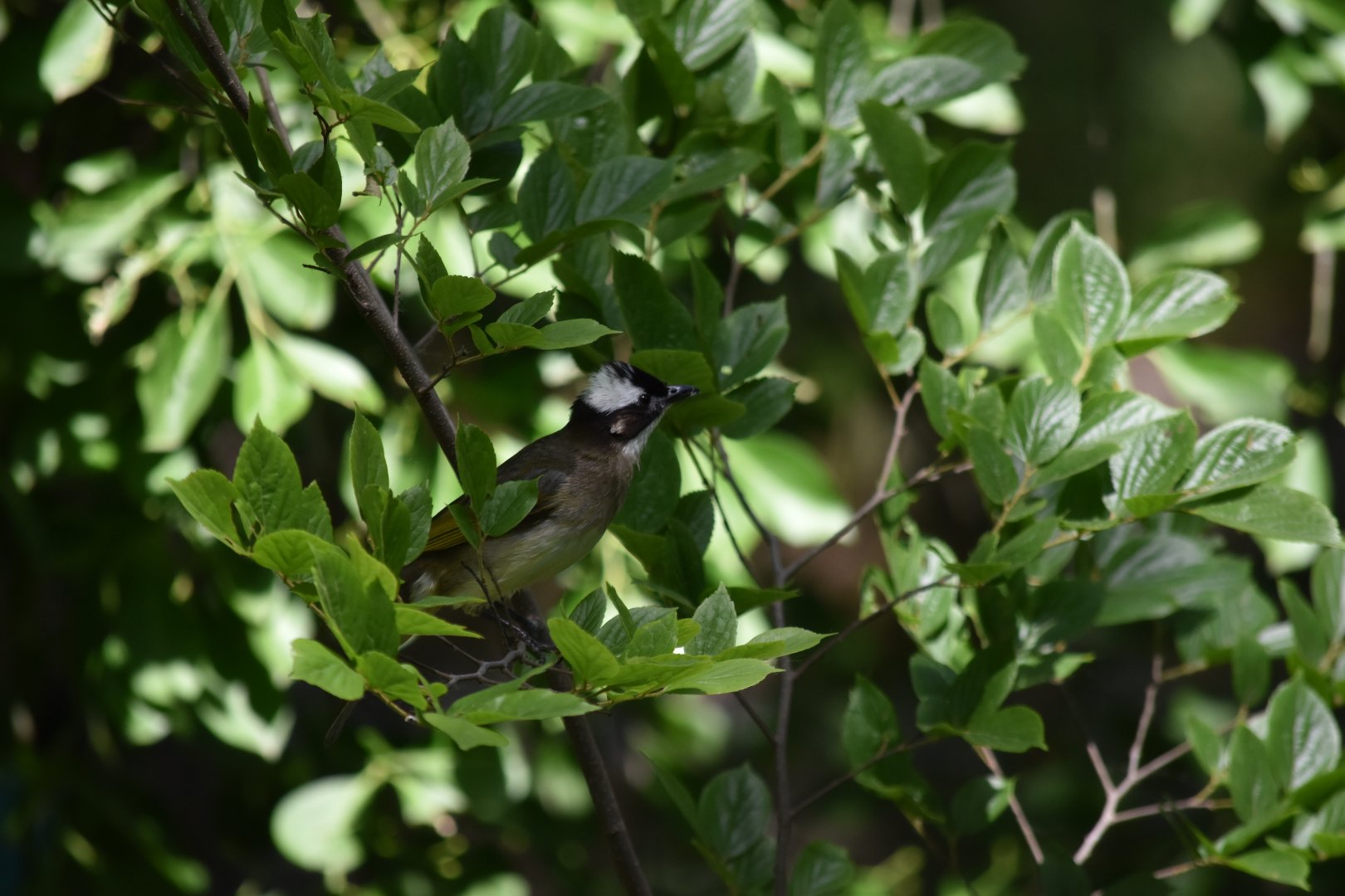 Light-vented Bulbul (Pycnonotus sinensis)