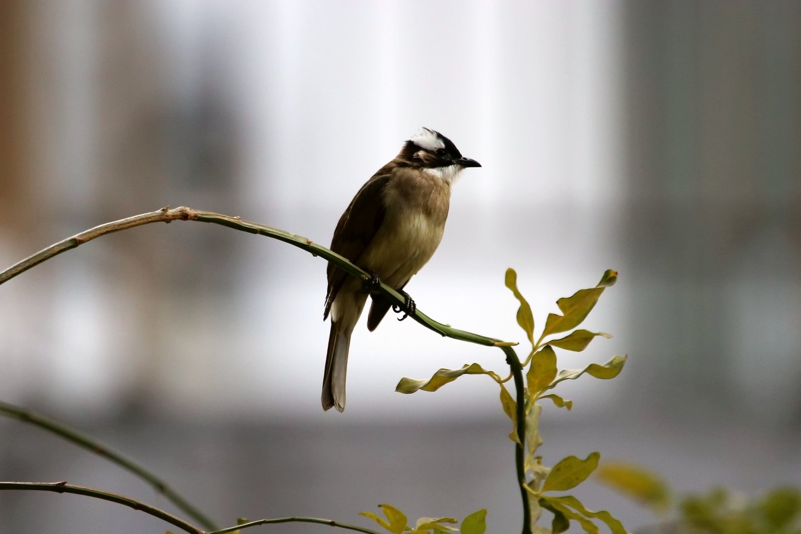 Light-vented Bulbul (Pycnonotus sinensis)