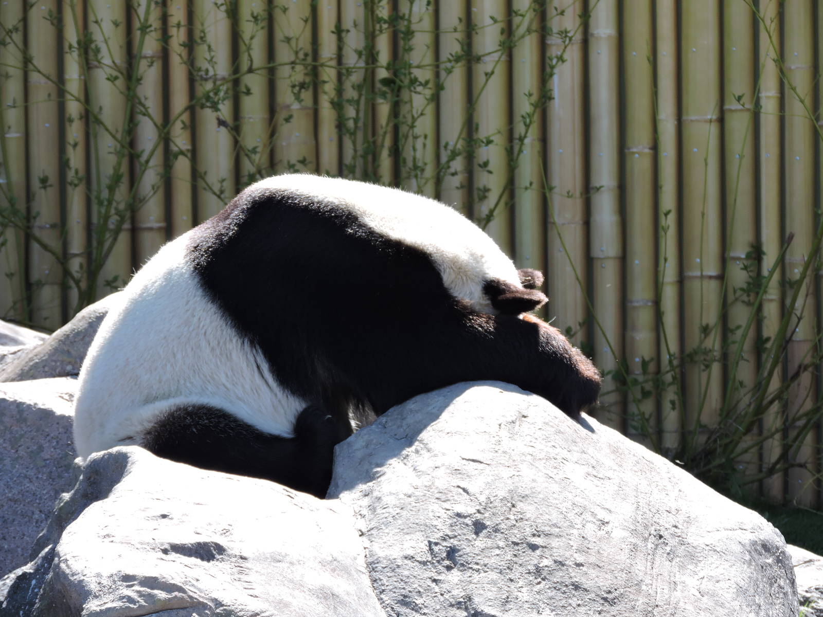 Like potential father...