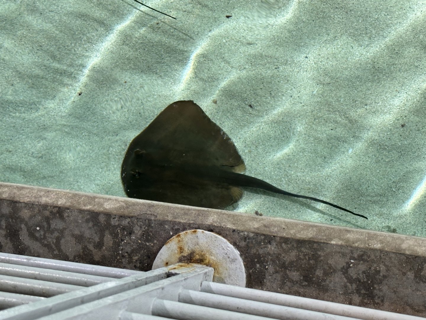 (likely) Mahogany maskray (Neotrygon varidens) in the Reef Lagoon