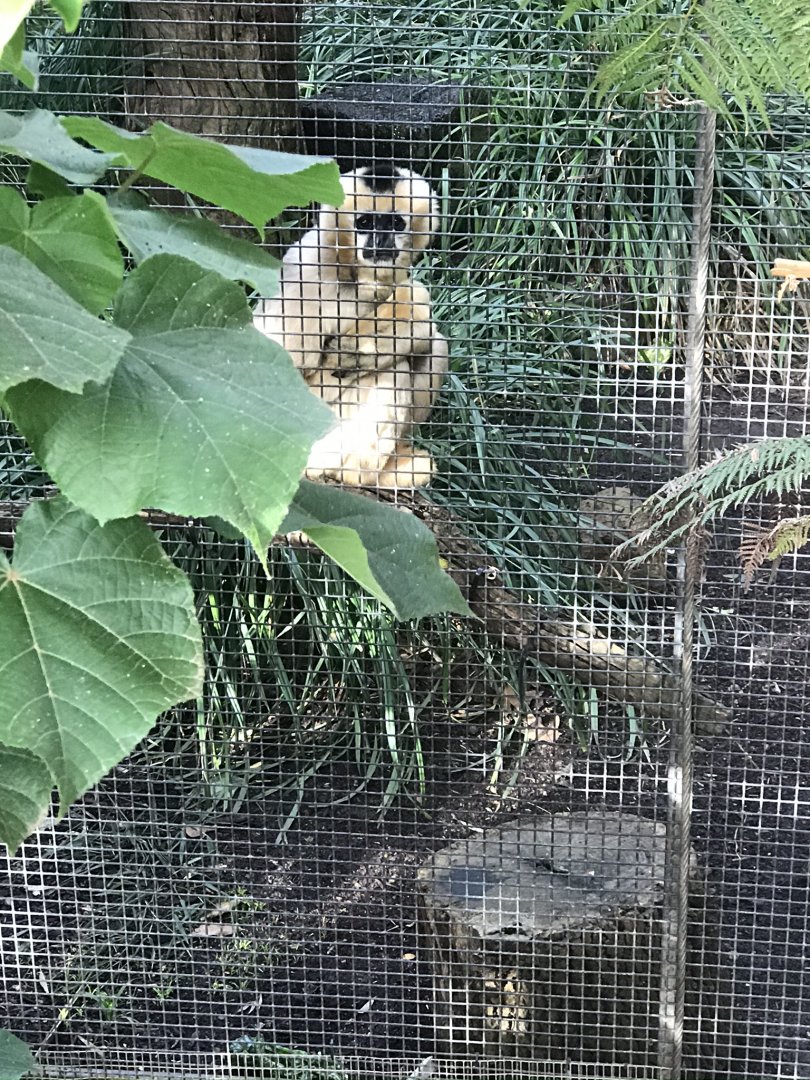 Lil-Lian the White Cheeked Gibbon