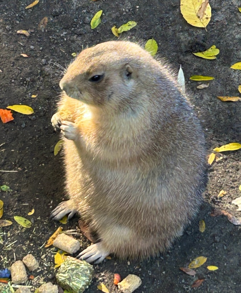 Lil Munchie Dude (10/19/24)