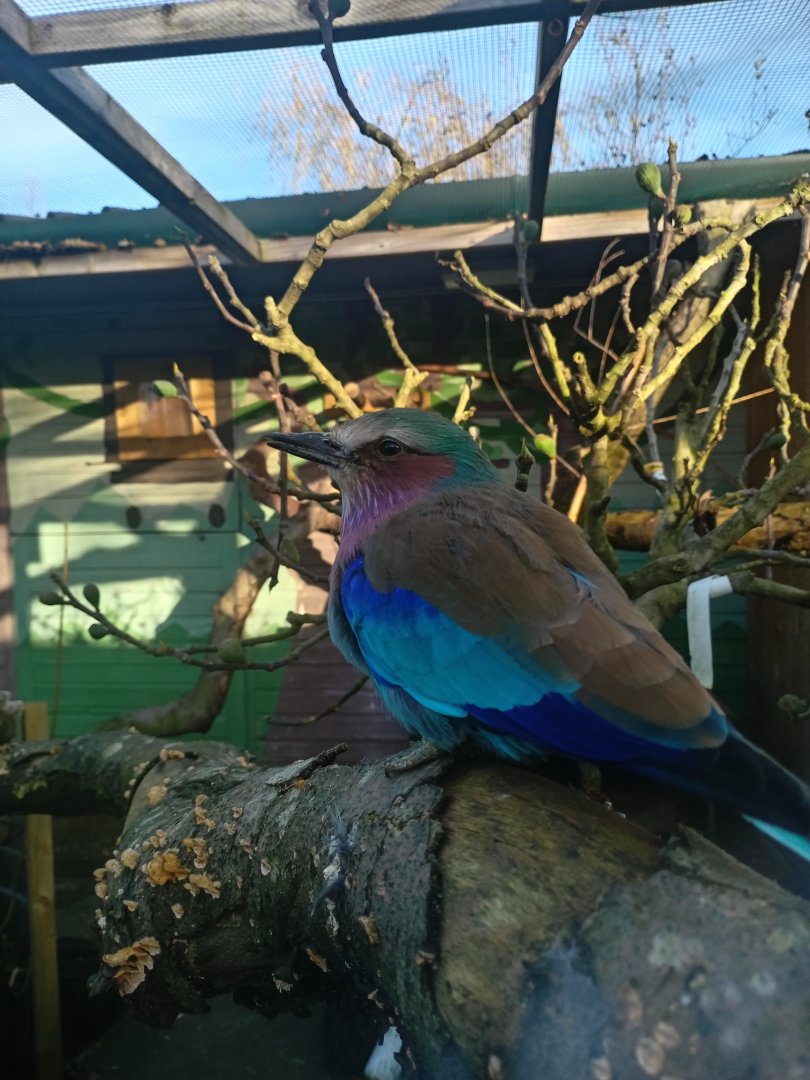 Lilac Brasted Roller 25/11/23