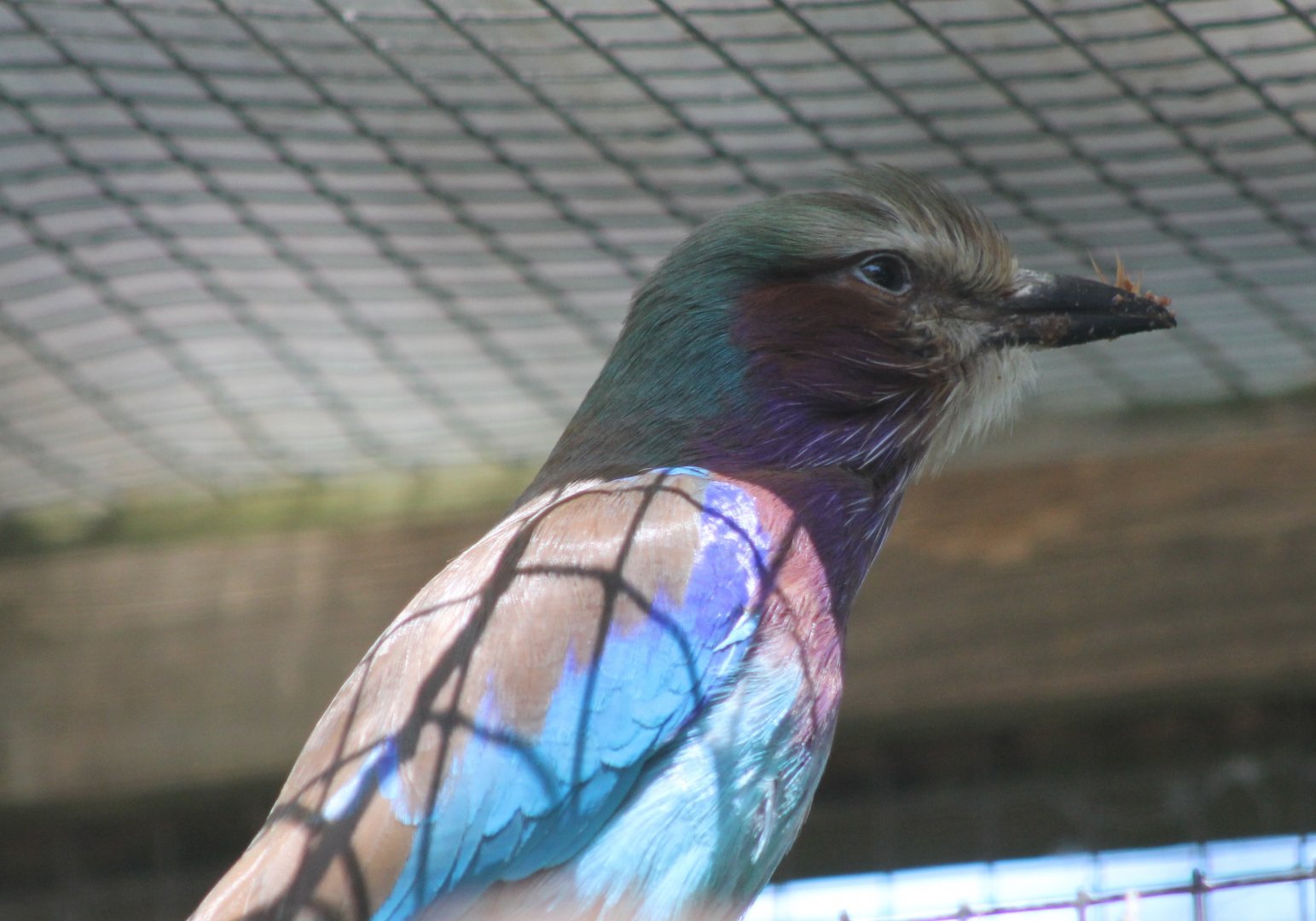 Lilac-breased roller