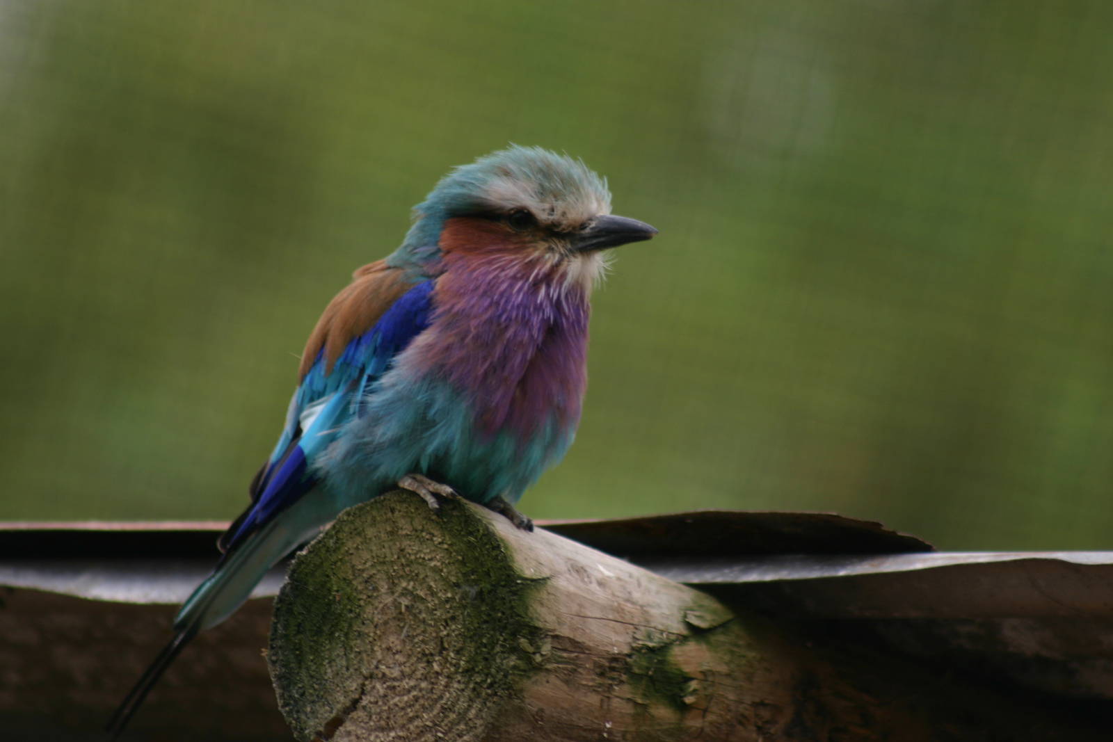 Lilac Breasted Rollar