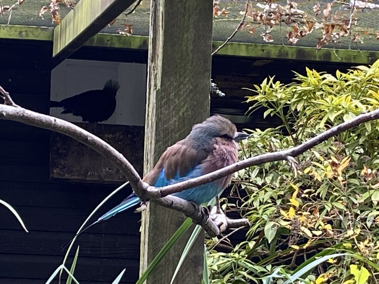 Lilac-breasted roller 061121