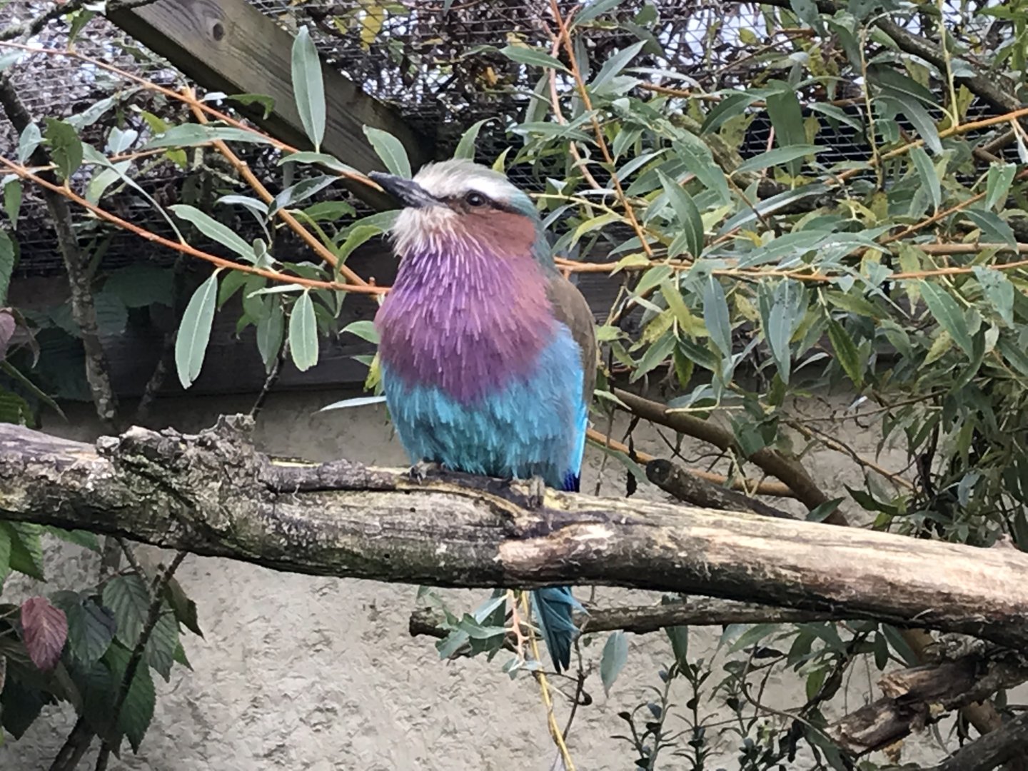 Lilac-breasted roller 081019