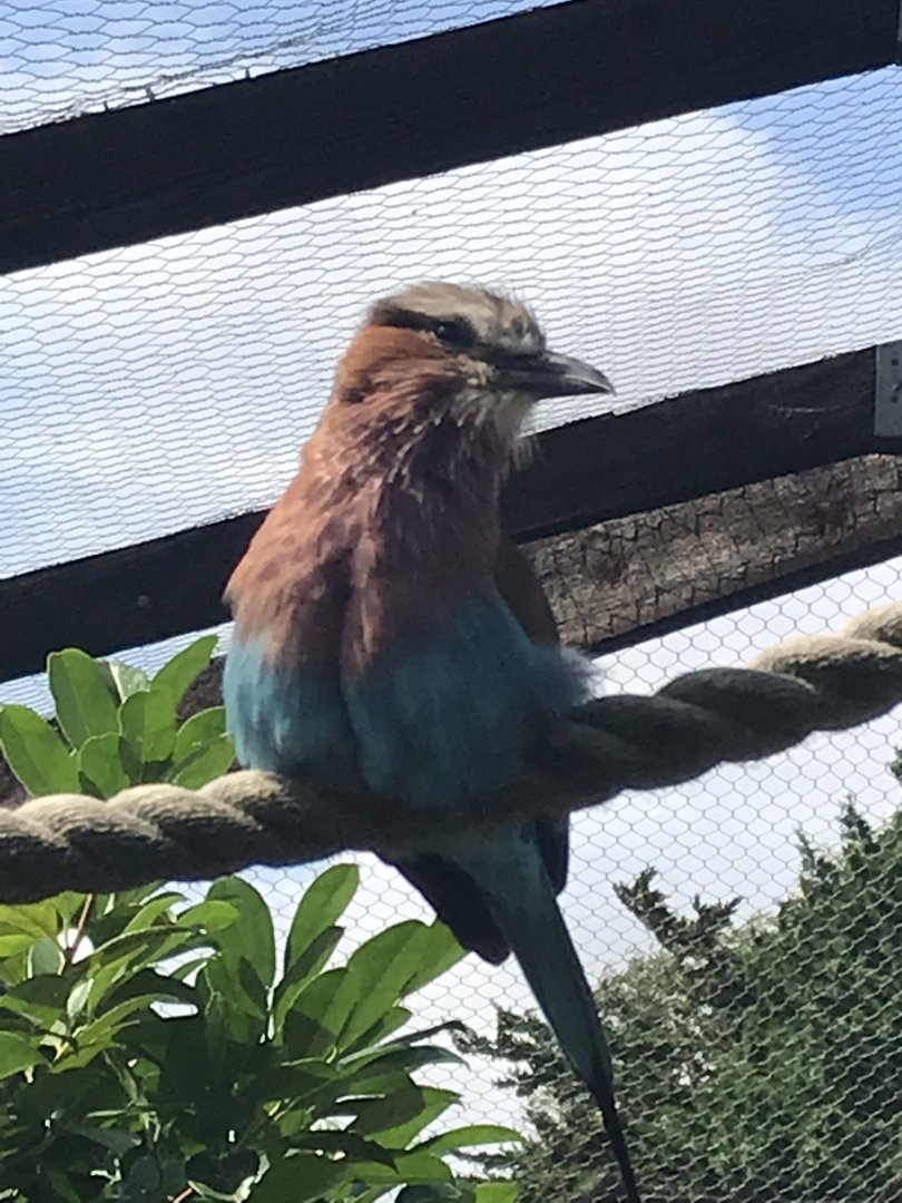 Lilac-breasted roller 100819