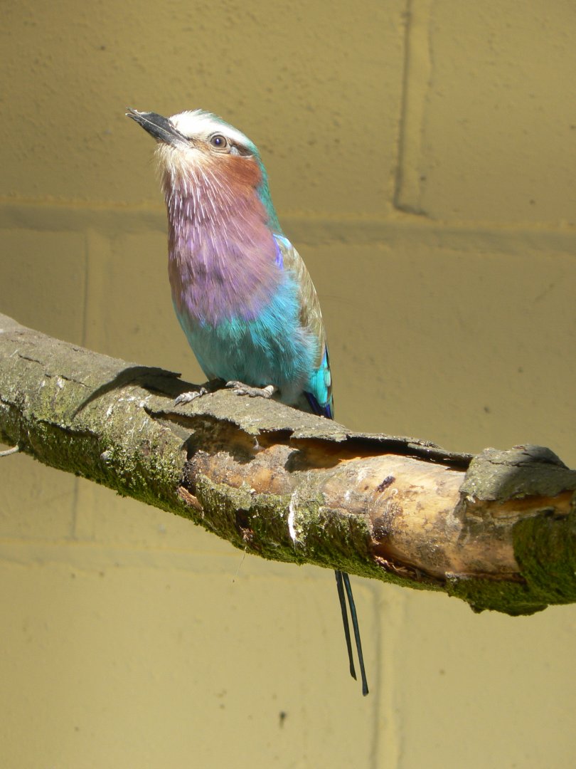 Lilac-breasted Roller - 13 May 2018