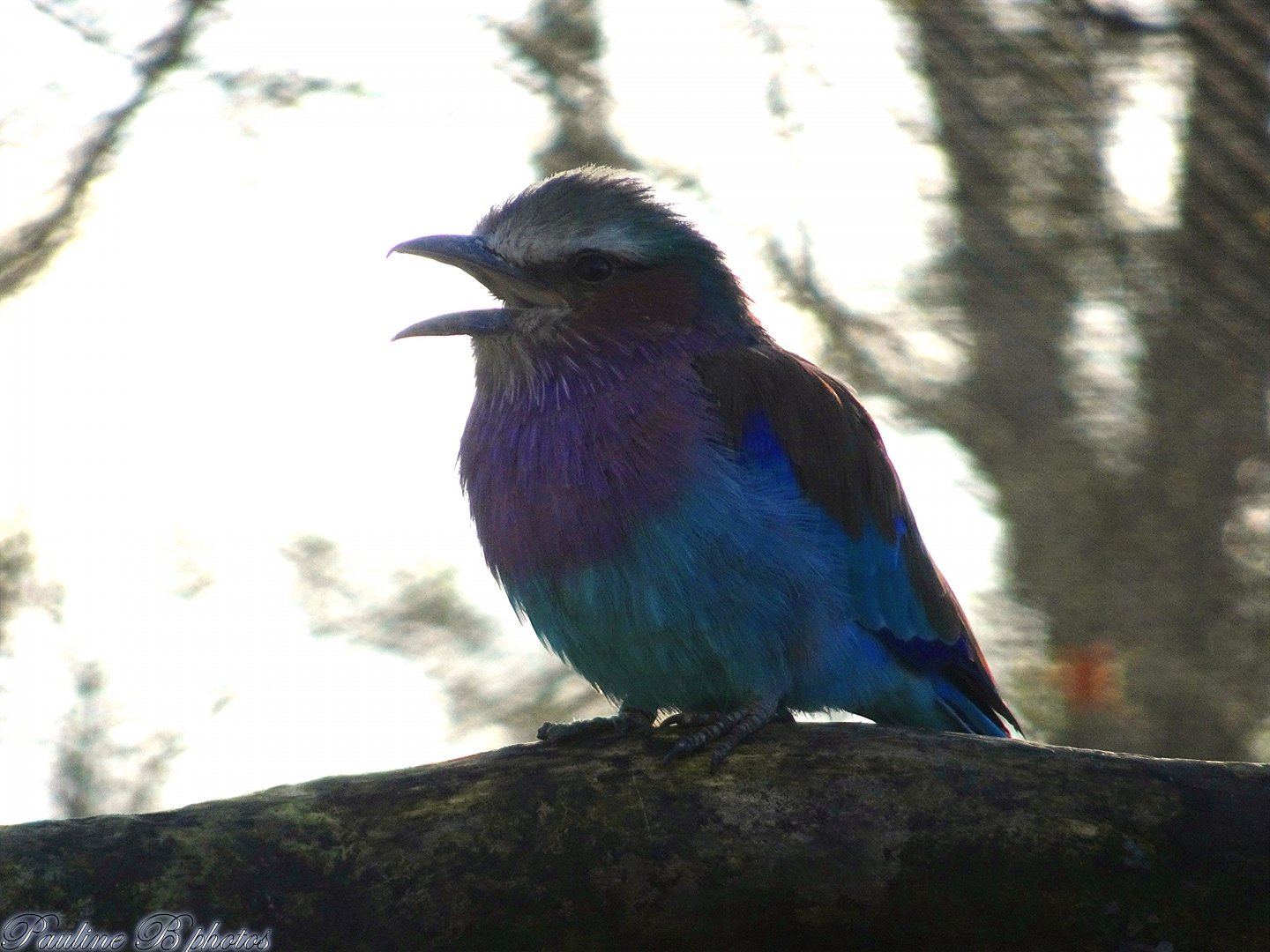 Lilac-Breasted Roller 16 November 2025