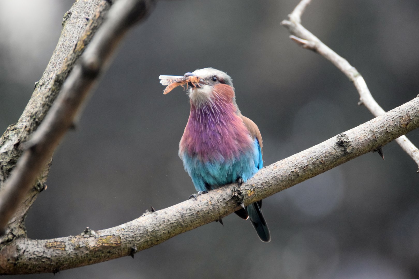 Lilac-breasted roller, 20.10.2019