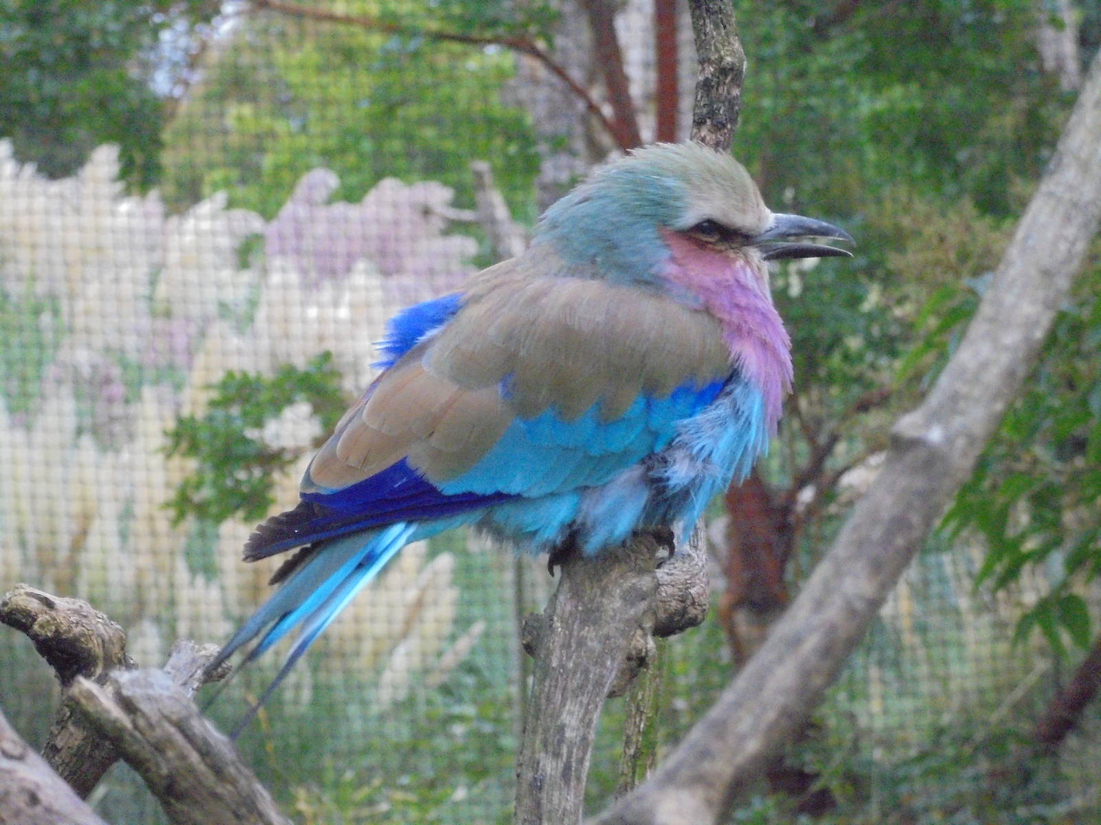 Lilac-Breasted Roller 2015.