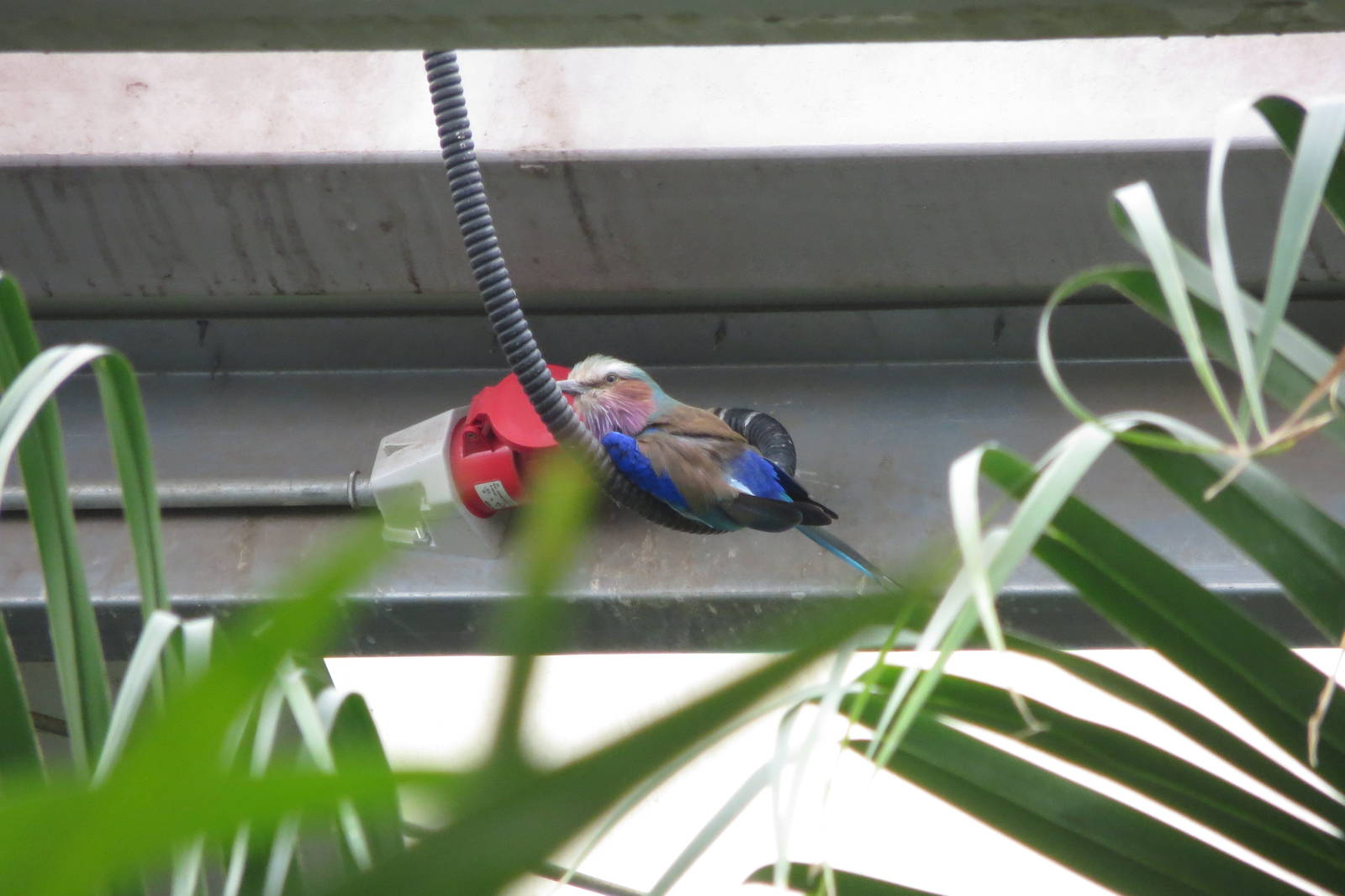 Lilac-breasted Roller 240815