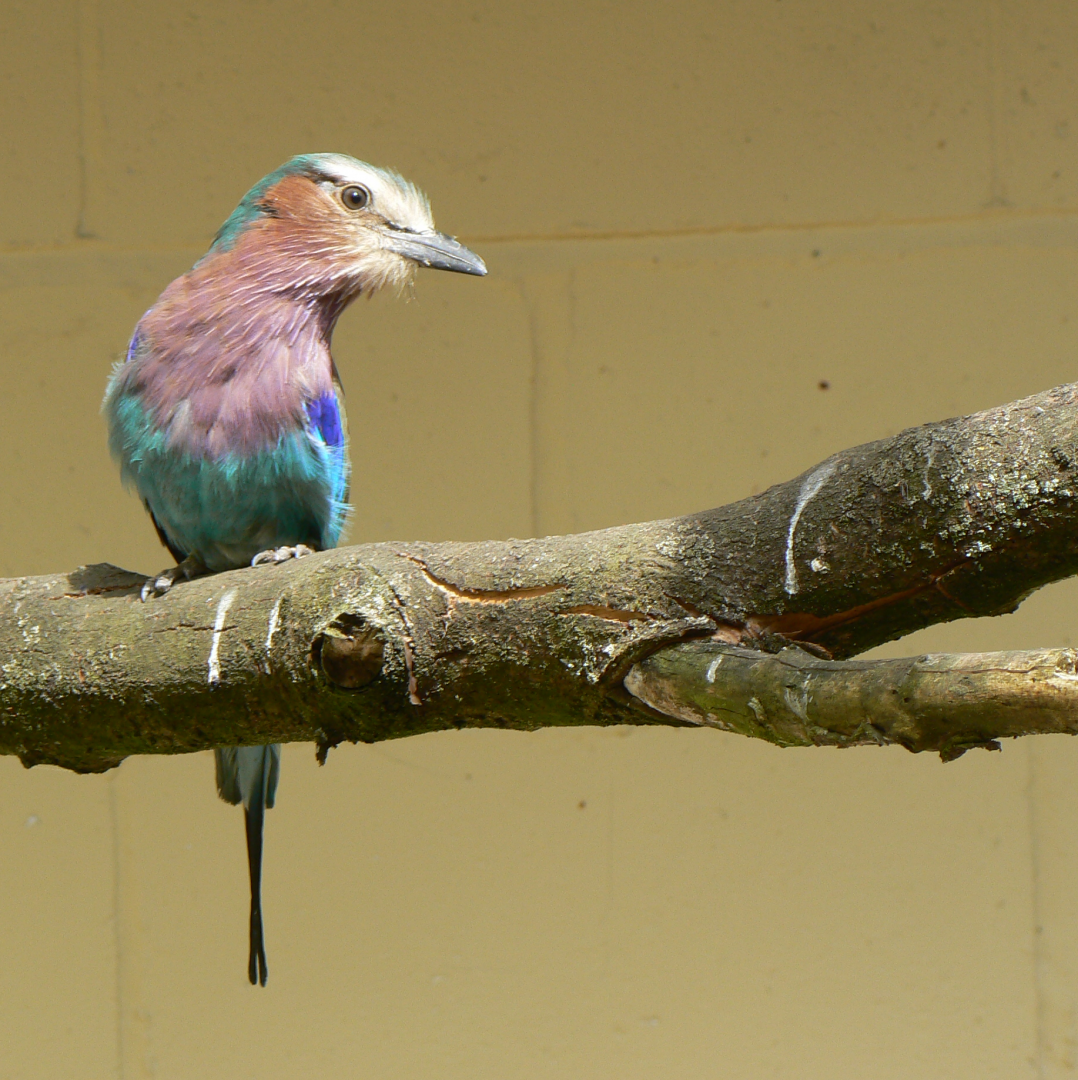 Lilac-breasted Roller - 26 June 2017