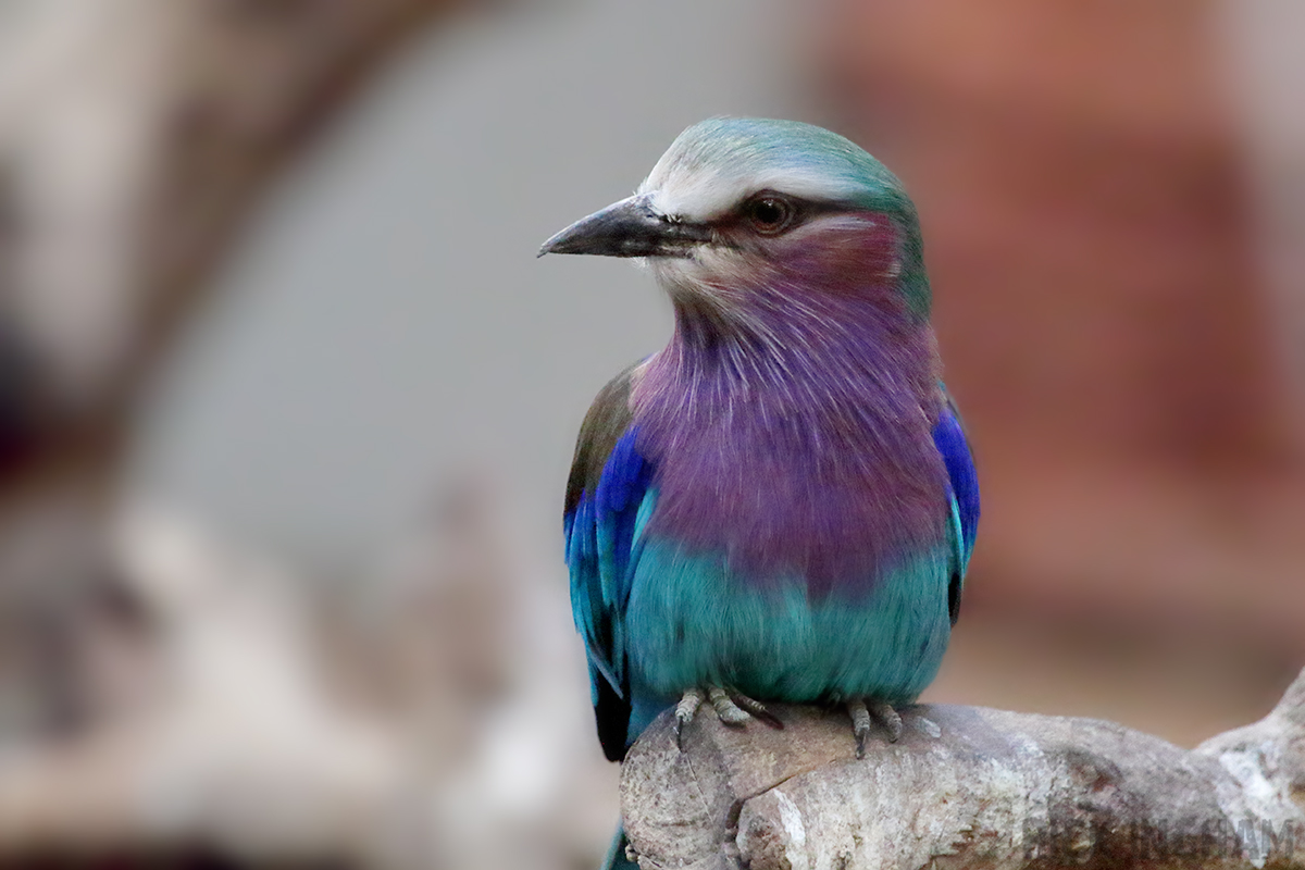 Lilac Breasted Roller - 5th January 2020