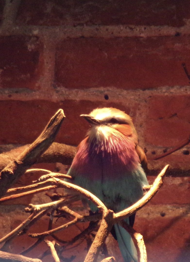 Lilac-breasted roller 7.5.23