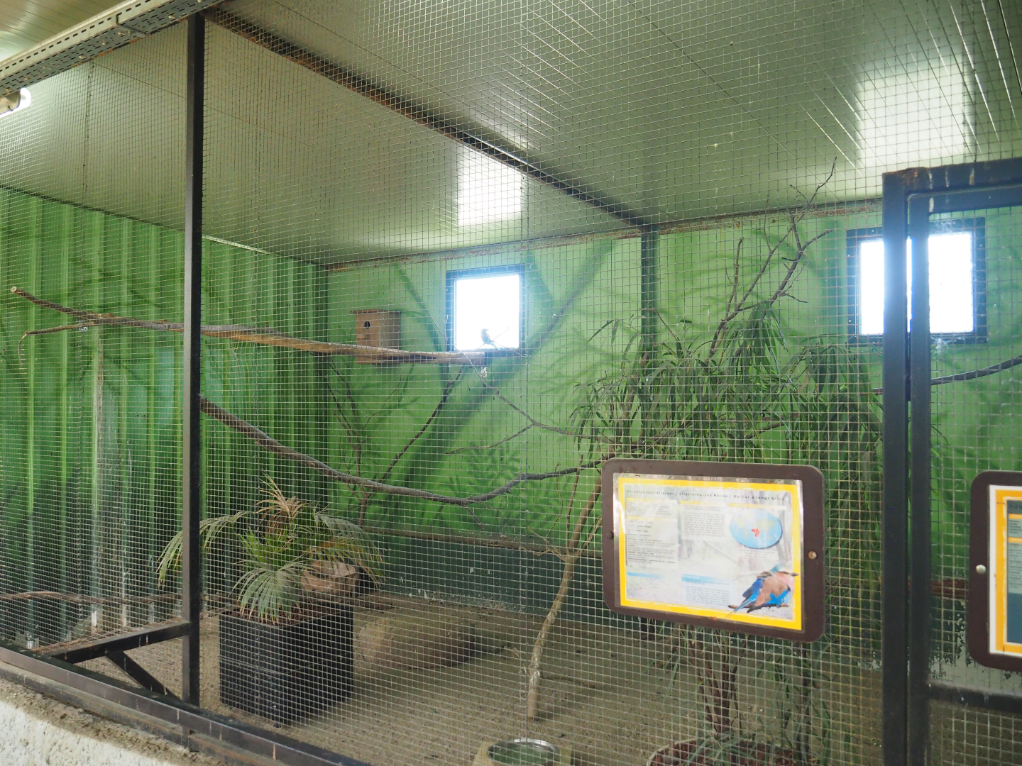 Lilac-breasted roller and Crested wood partridge aviary, 2019-08-04
