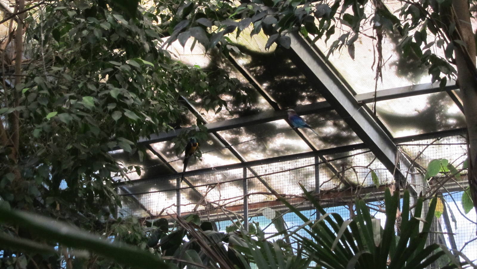 Lilac-breasted roller and Golden-breasted starling