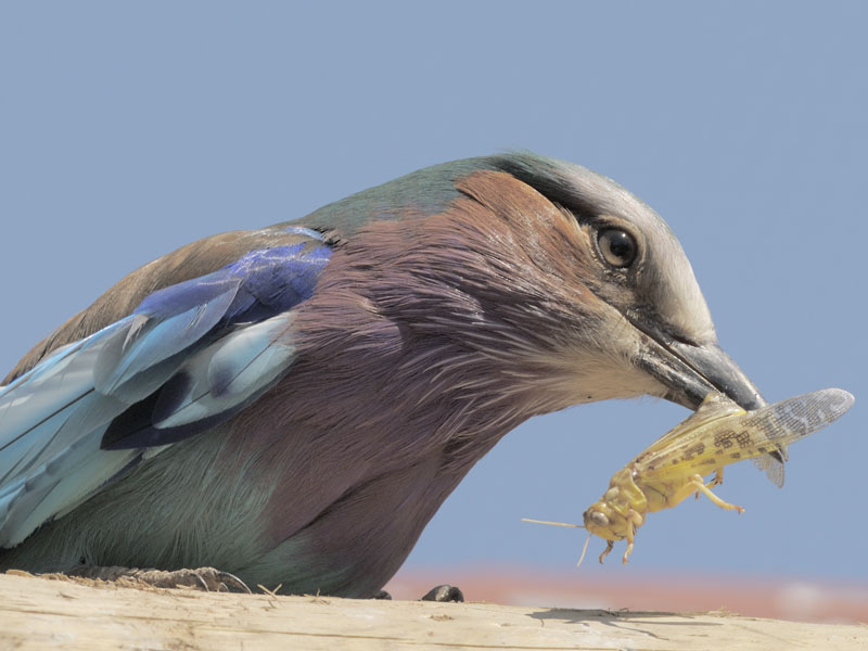 Lilac-breasted roller and lunch