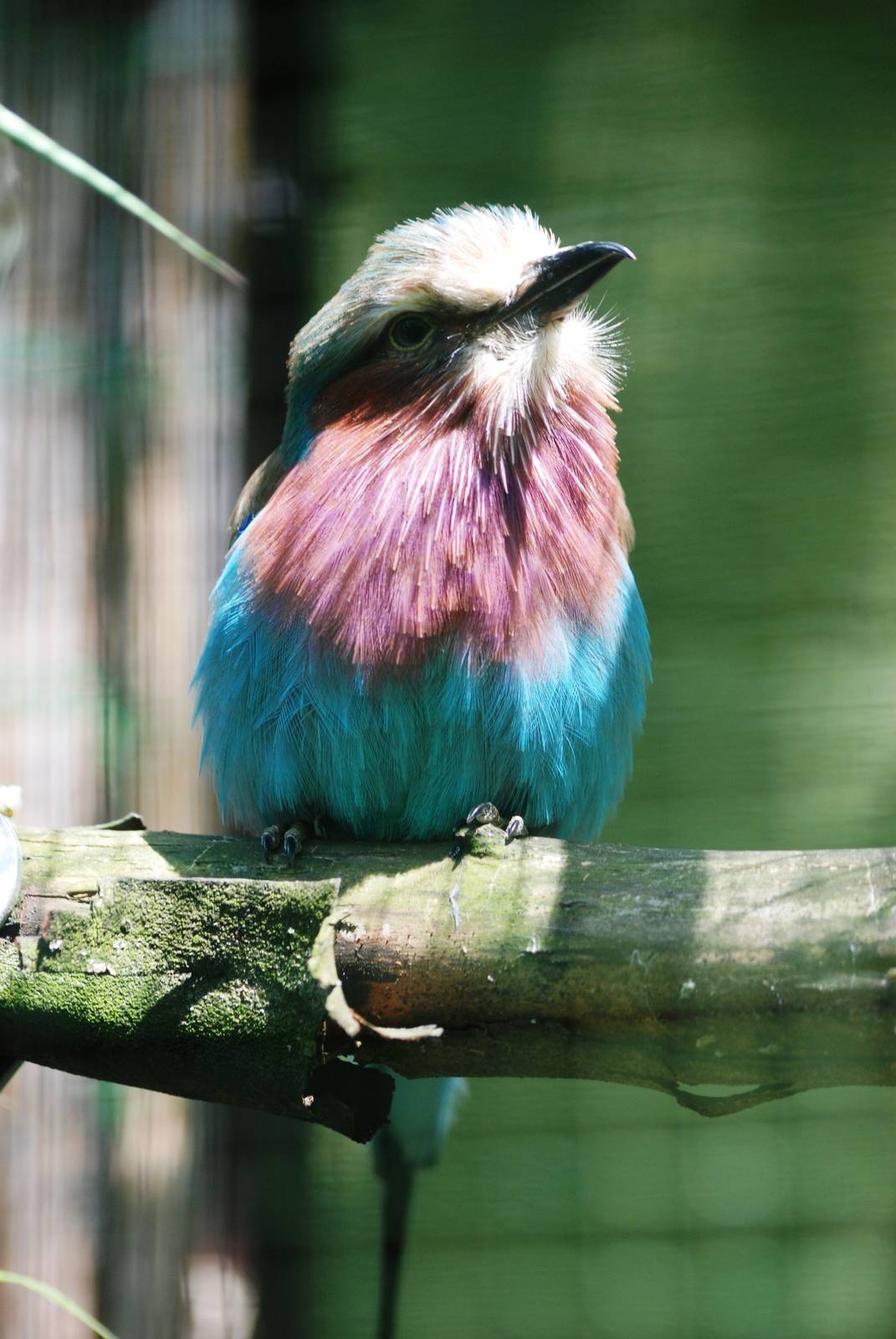 Lilac-breasted Roller at Best, 02/06/12