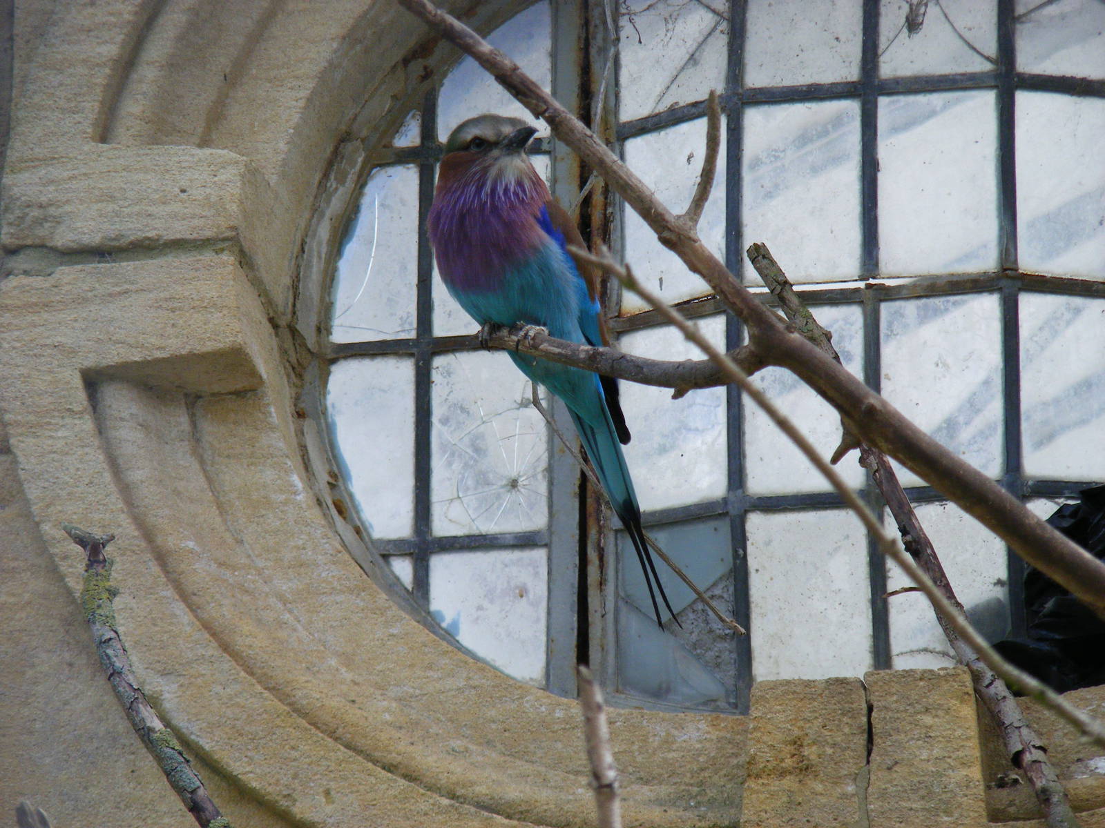 Lilac-breasted roller at Birdland, 22 April 2011