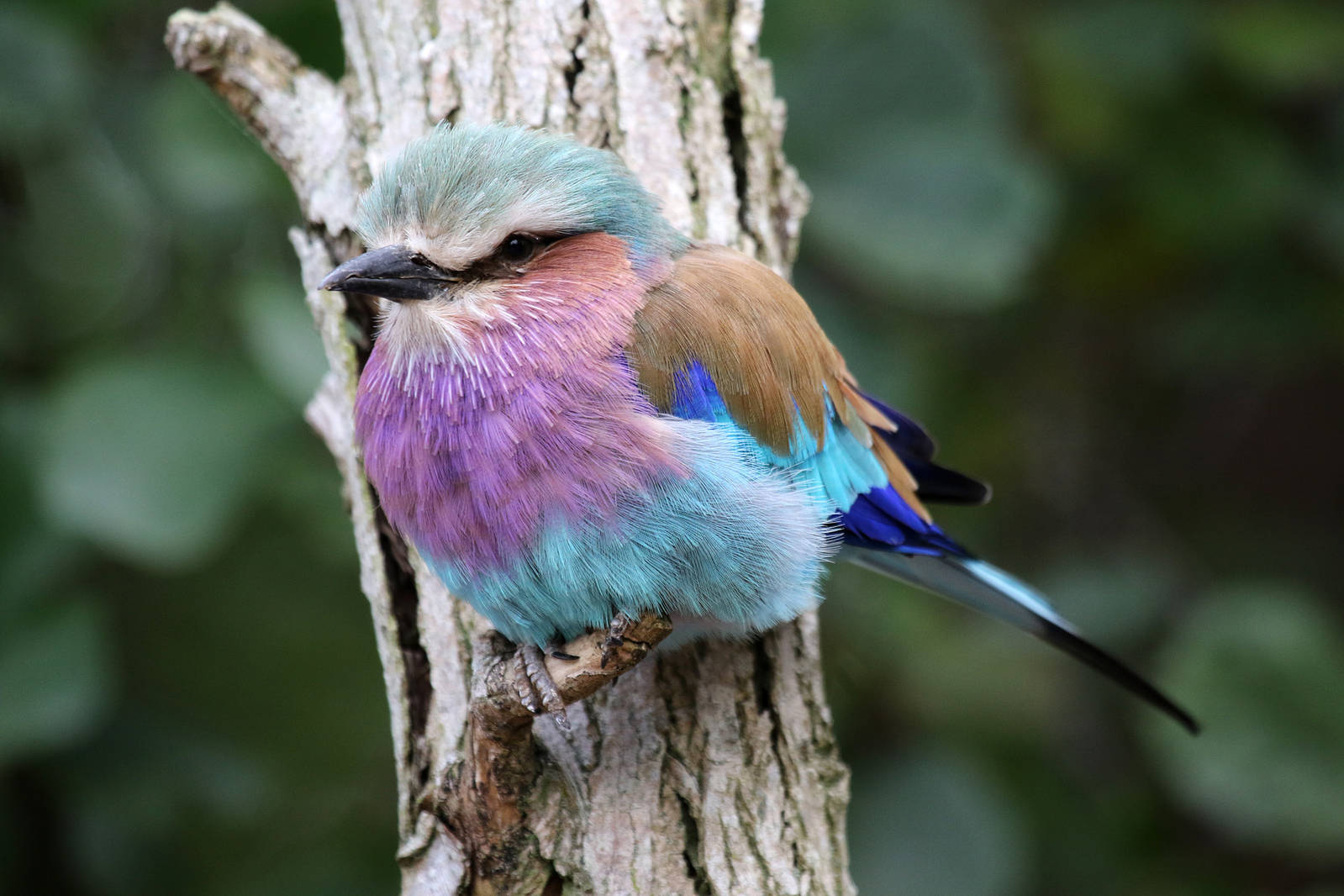 Lilac-breasted Roller at Chester 17 Oct 2015