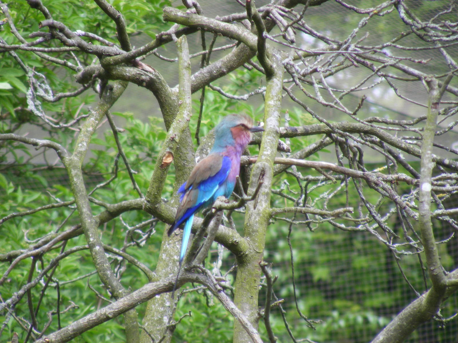 Lilac-breasted roller at Edinburgh Zoo, 21 May 2010