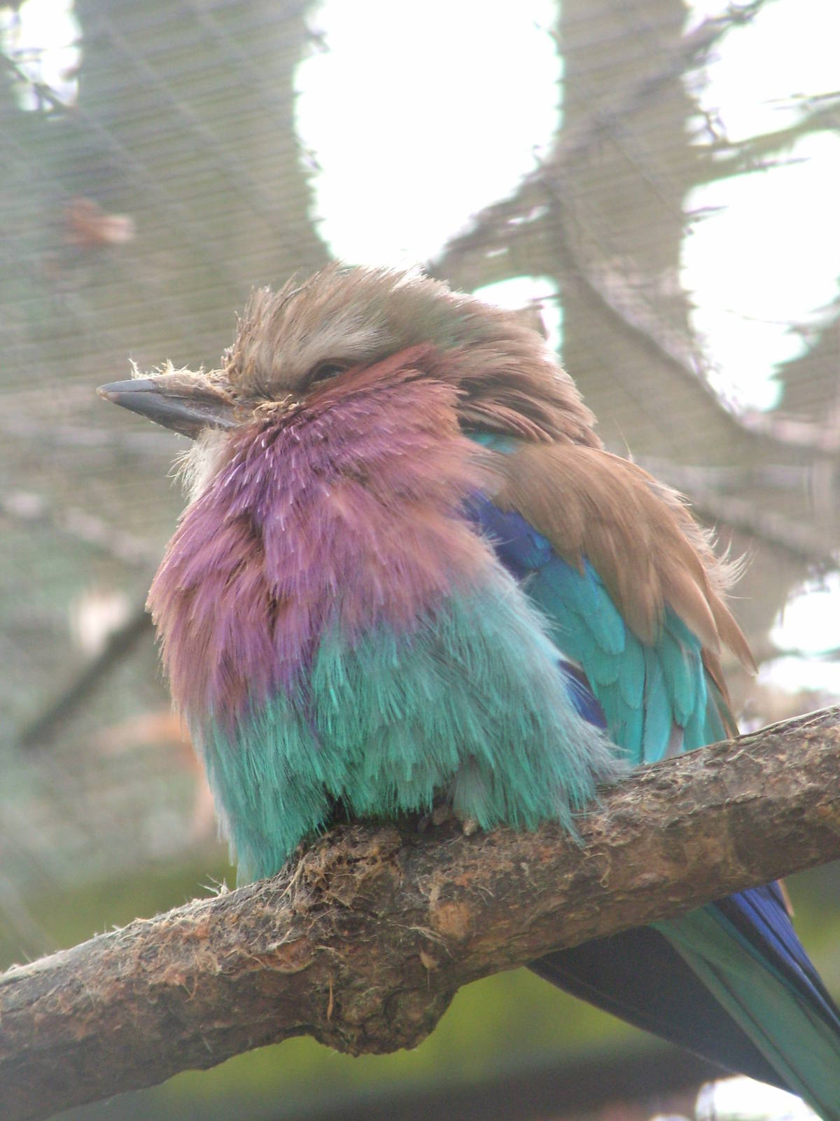 Lilac-breasted Roller at Linton 05/04/10