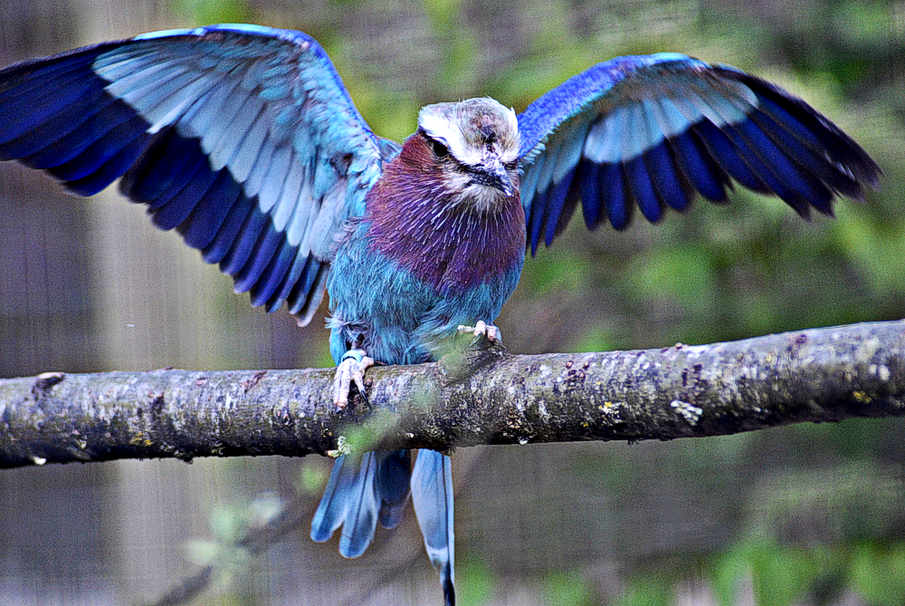 Lilac-Breasted Roller - Birdland 2024