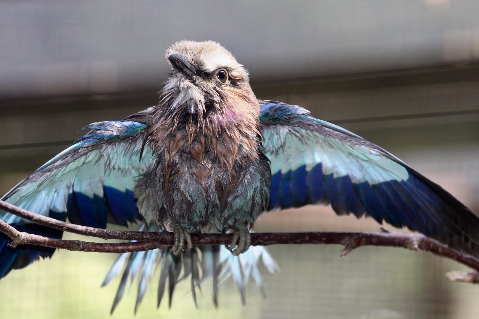 Lilac-breasted Roller, Birdworld, August 2020