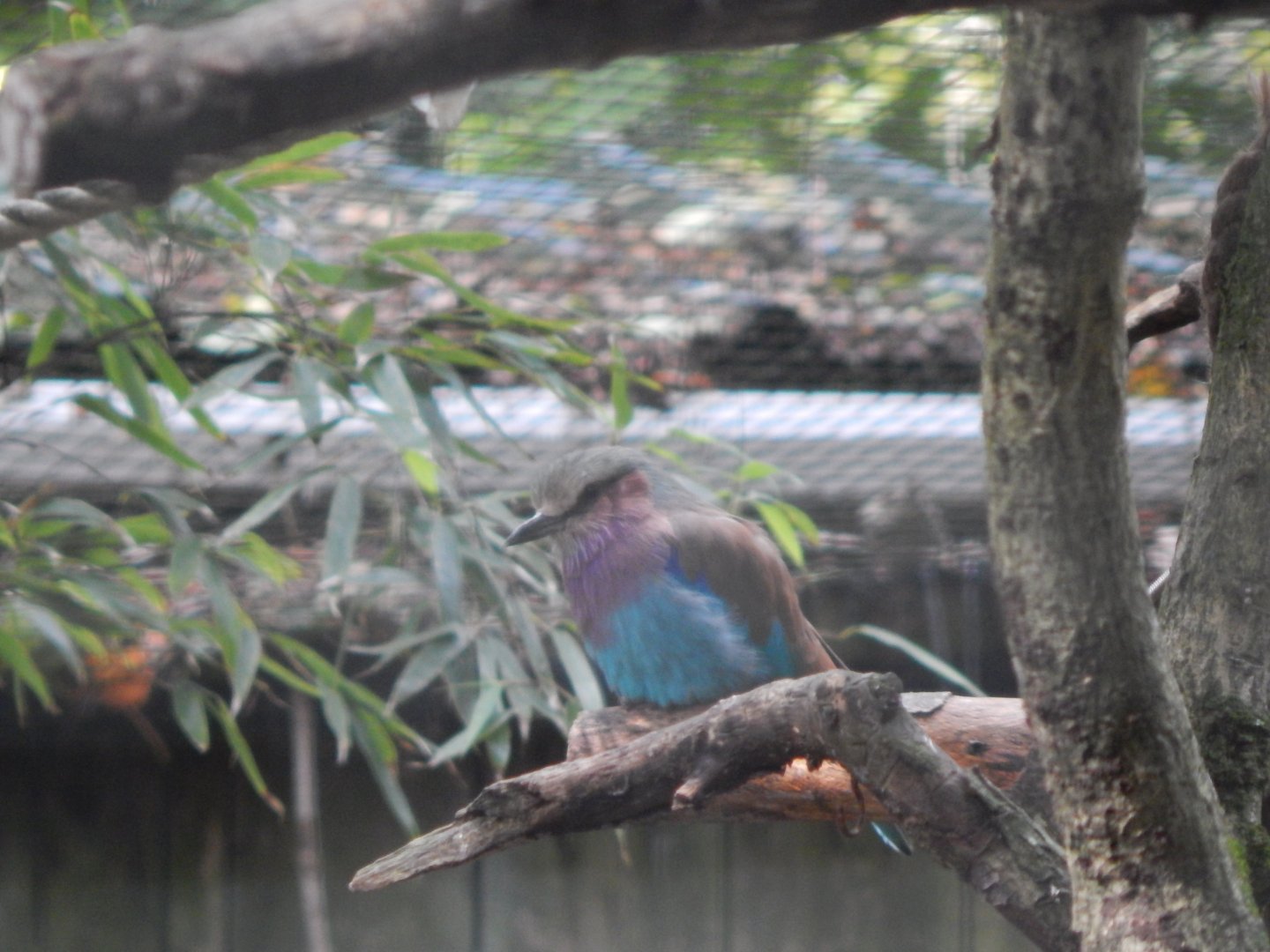 Lilac breasted roller (caudatus) 050925