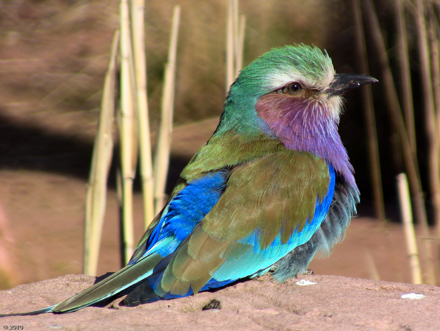Lilac Breasted Roller - Chester Zoo 21/04/2010