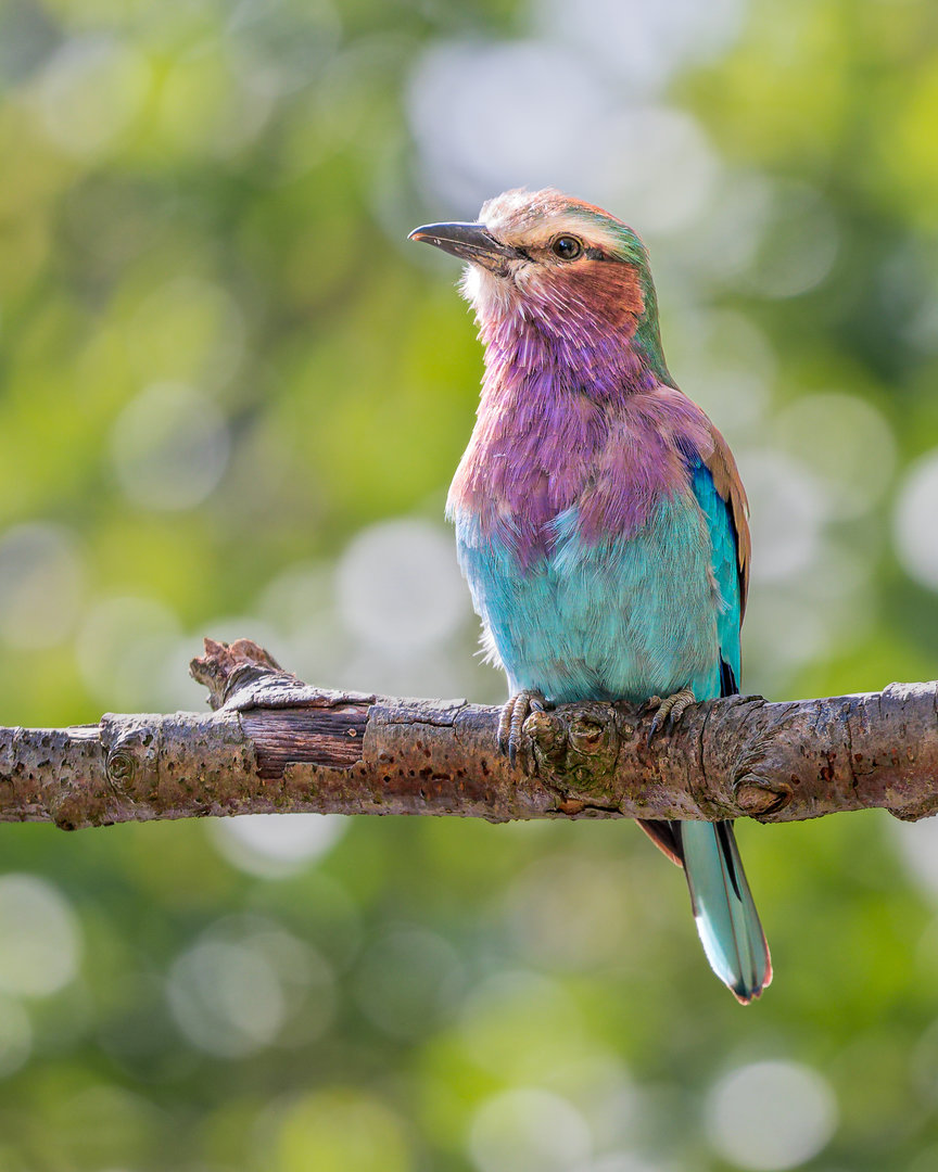 Lilac Breasted Roller / Chester Zoo / 9-9-22