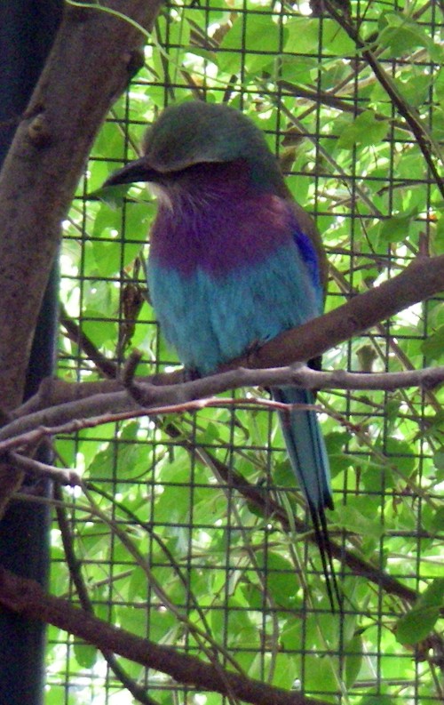 Lilac-breasted Roller (Coracias caudata)