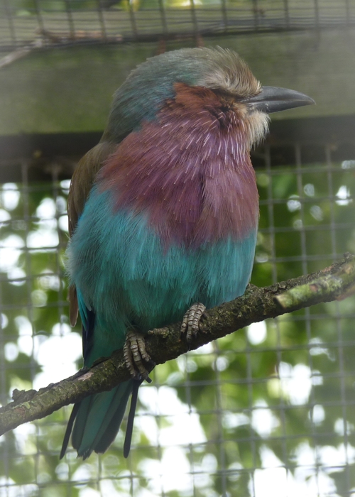 Lilac-breasted roller (Coracias caudata)