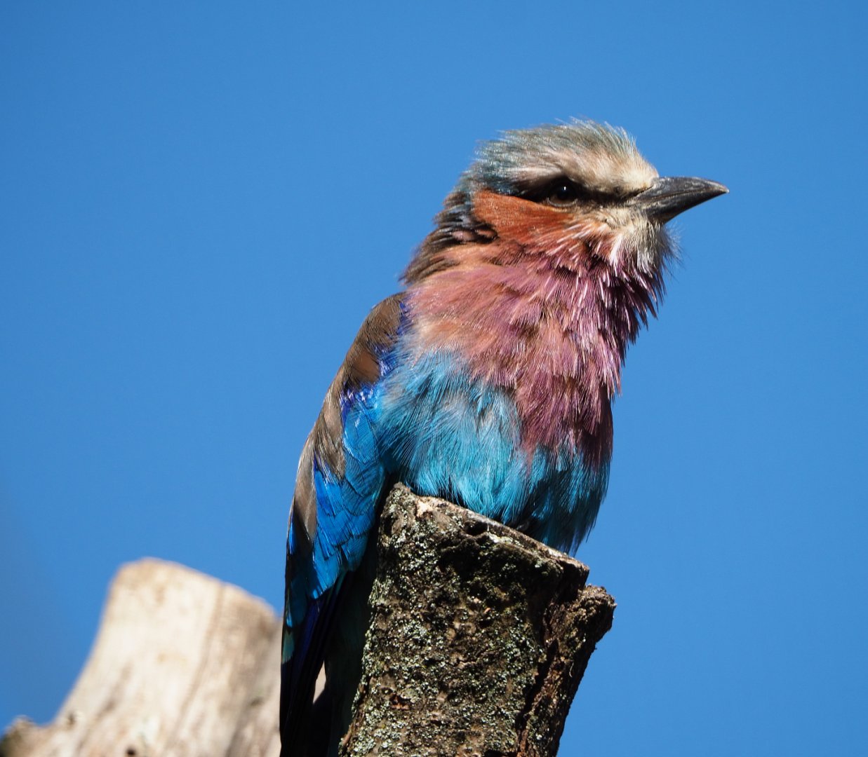 Lilac-breasted roller (Coracias caudatus), 2019-09-21