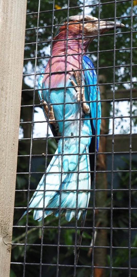 Lilac-breasted roller (Coracias caudatus caudatus), 2019-05-25