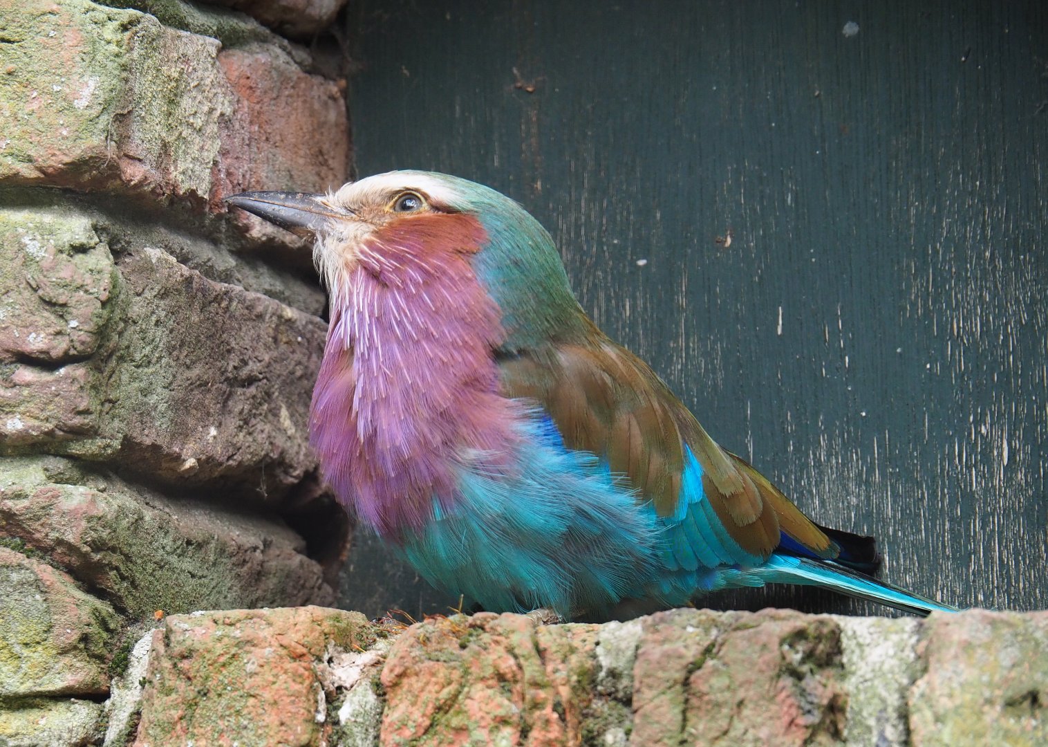 Lilac-breasted roller (Coracias caudatus caudatus), 2019-05-25